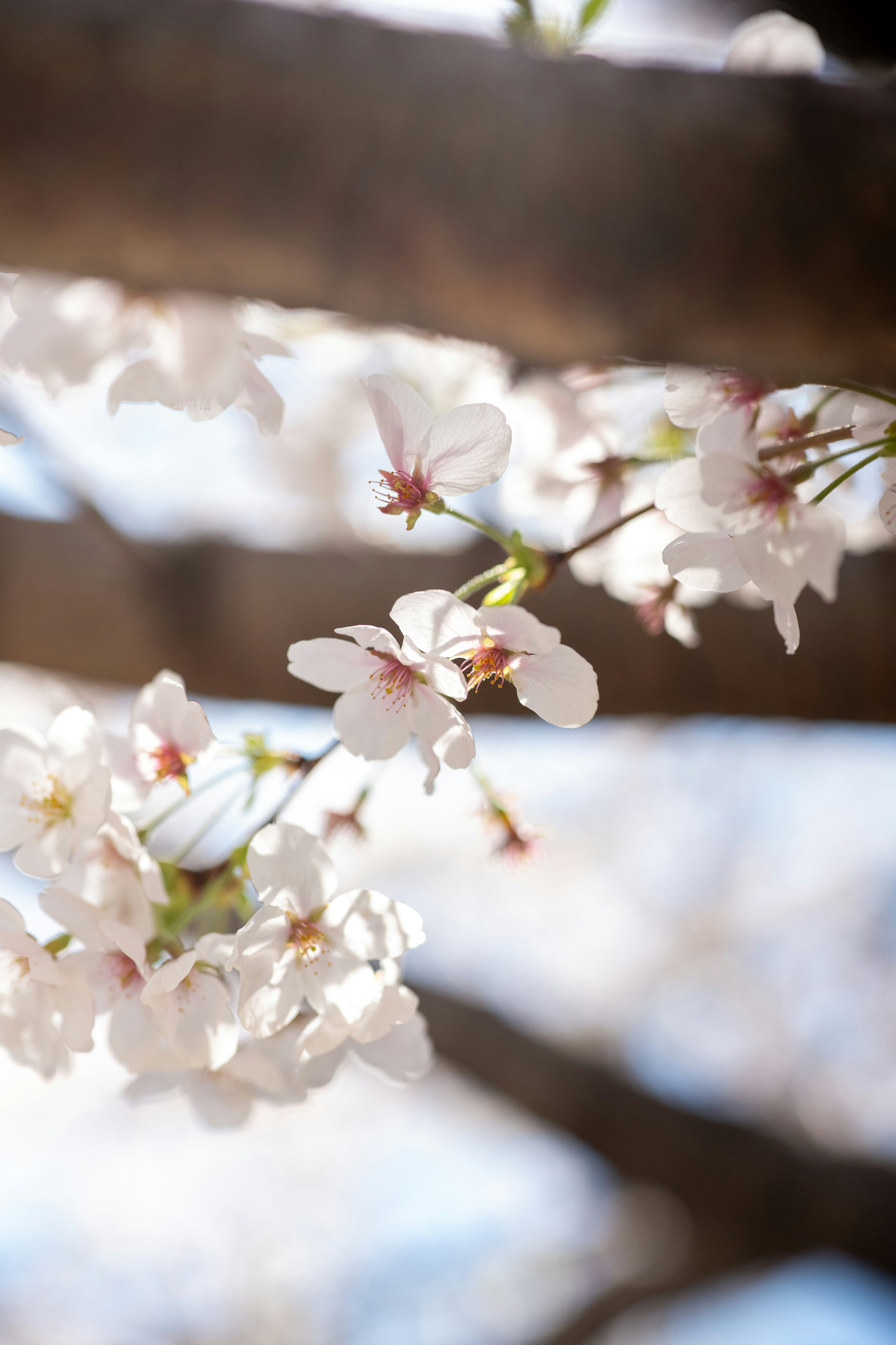 Delicadas flores de cerejeira branca em um galho de árvore.