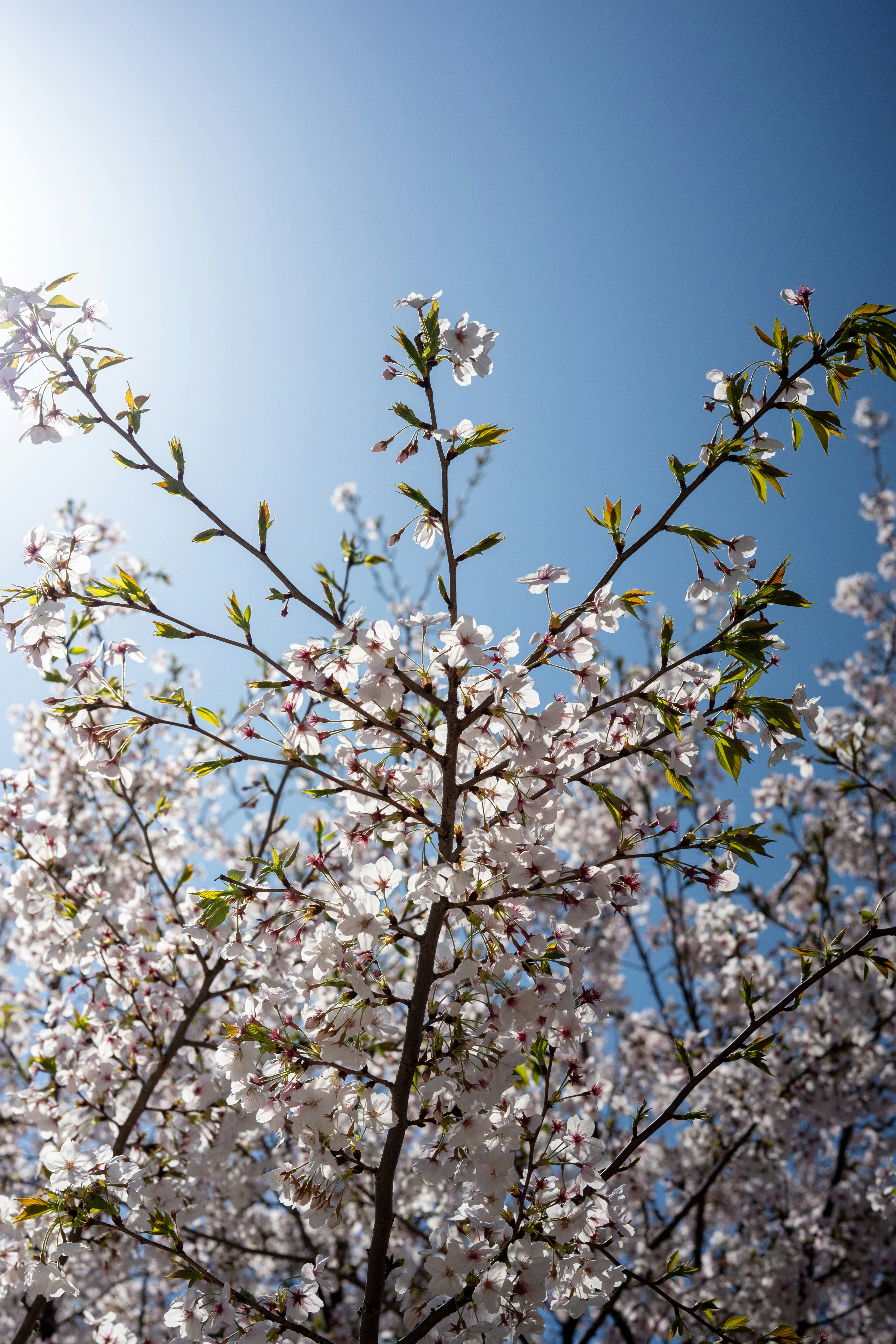 Flores de cerejeira florescem contra um céu azul claro.
