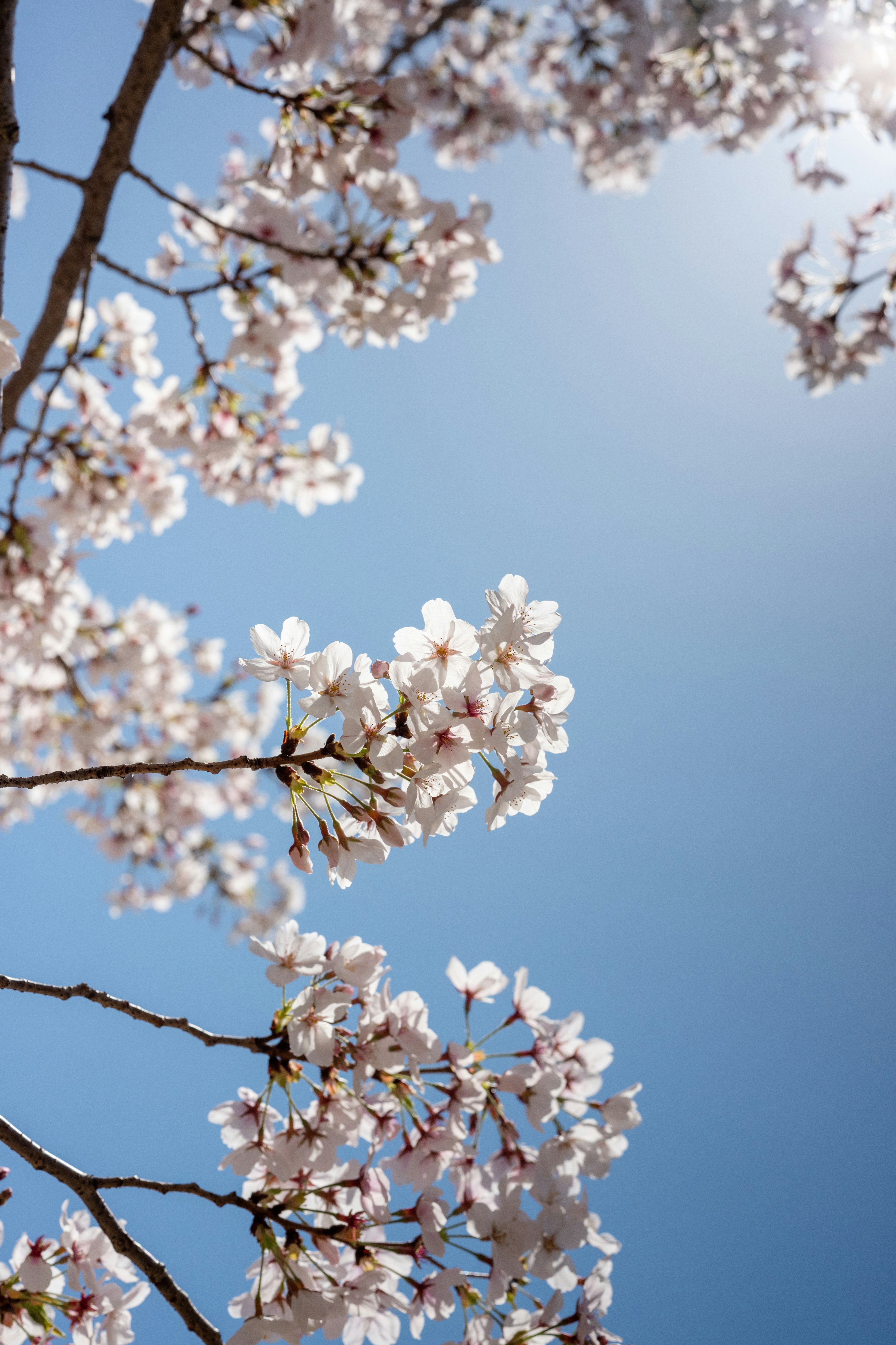 Flores de cerejeira florescem contra um céu azul claro.