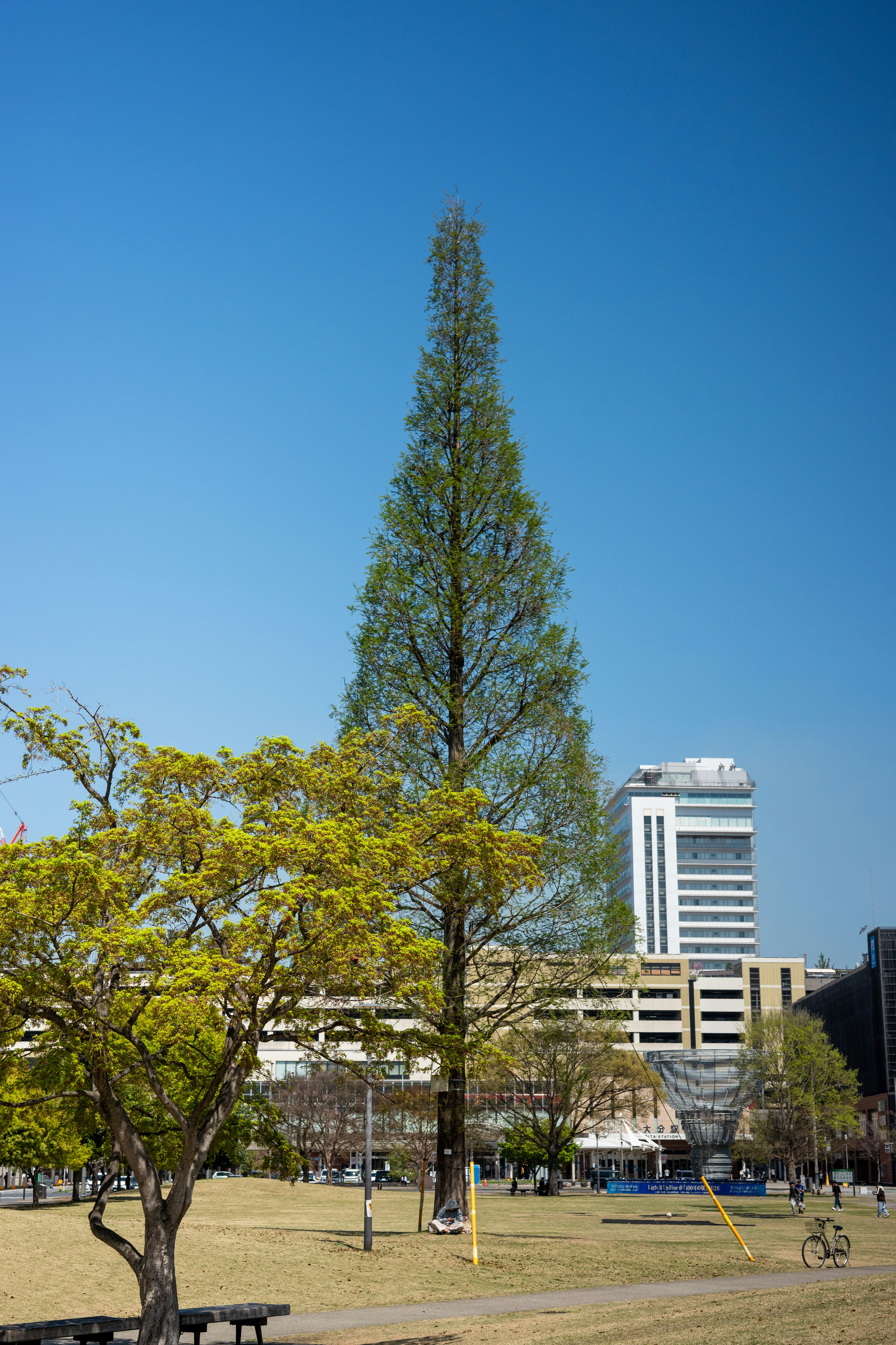 Árvore perene alta em um parque com prédios atrás