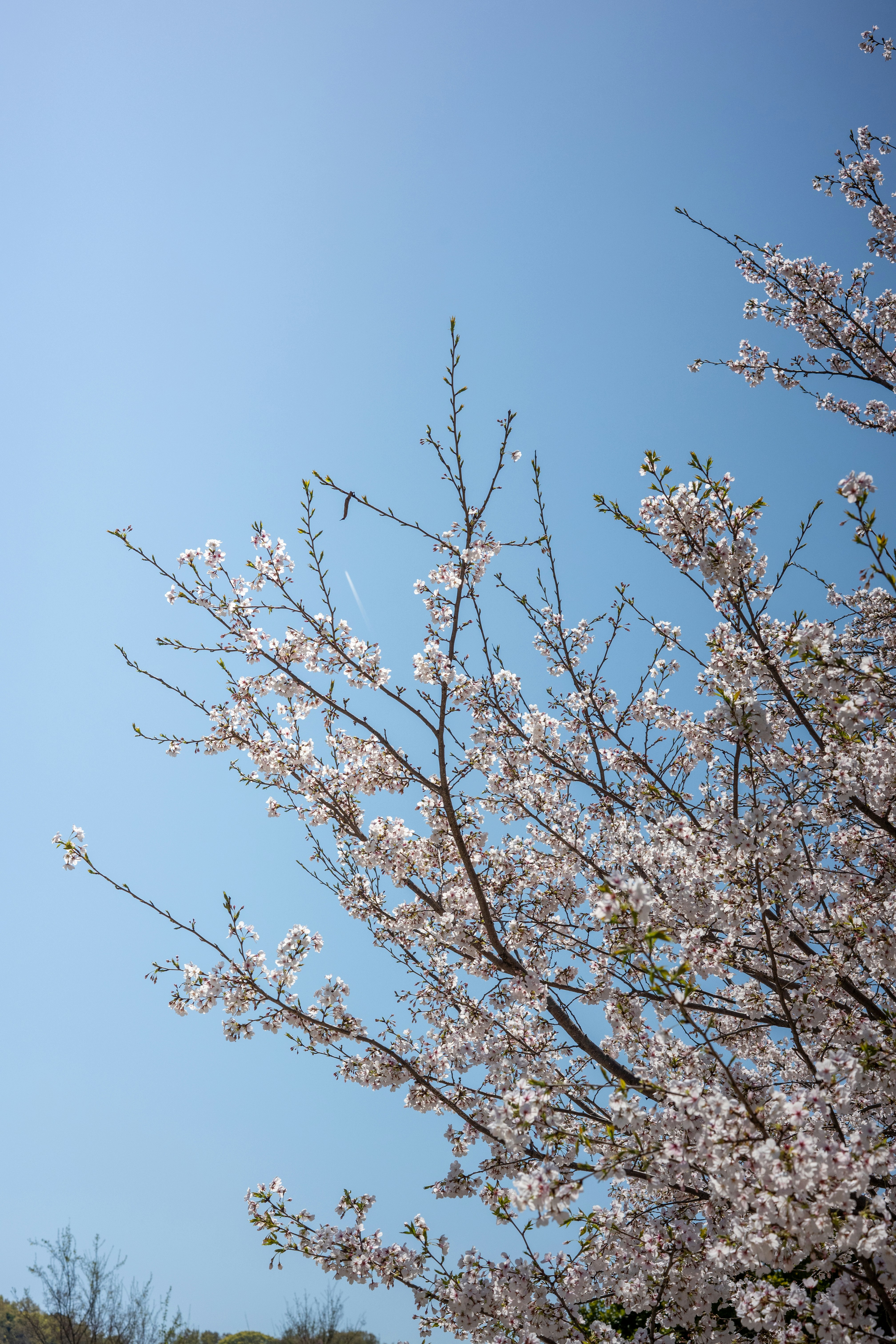 Flores de cerejeira florescem contra um céu azul claro.