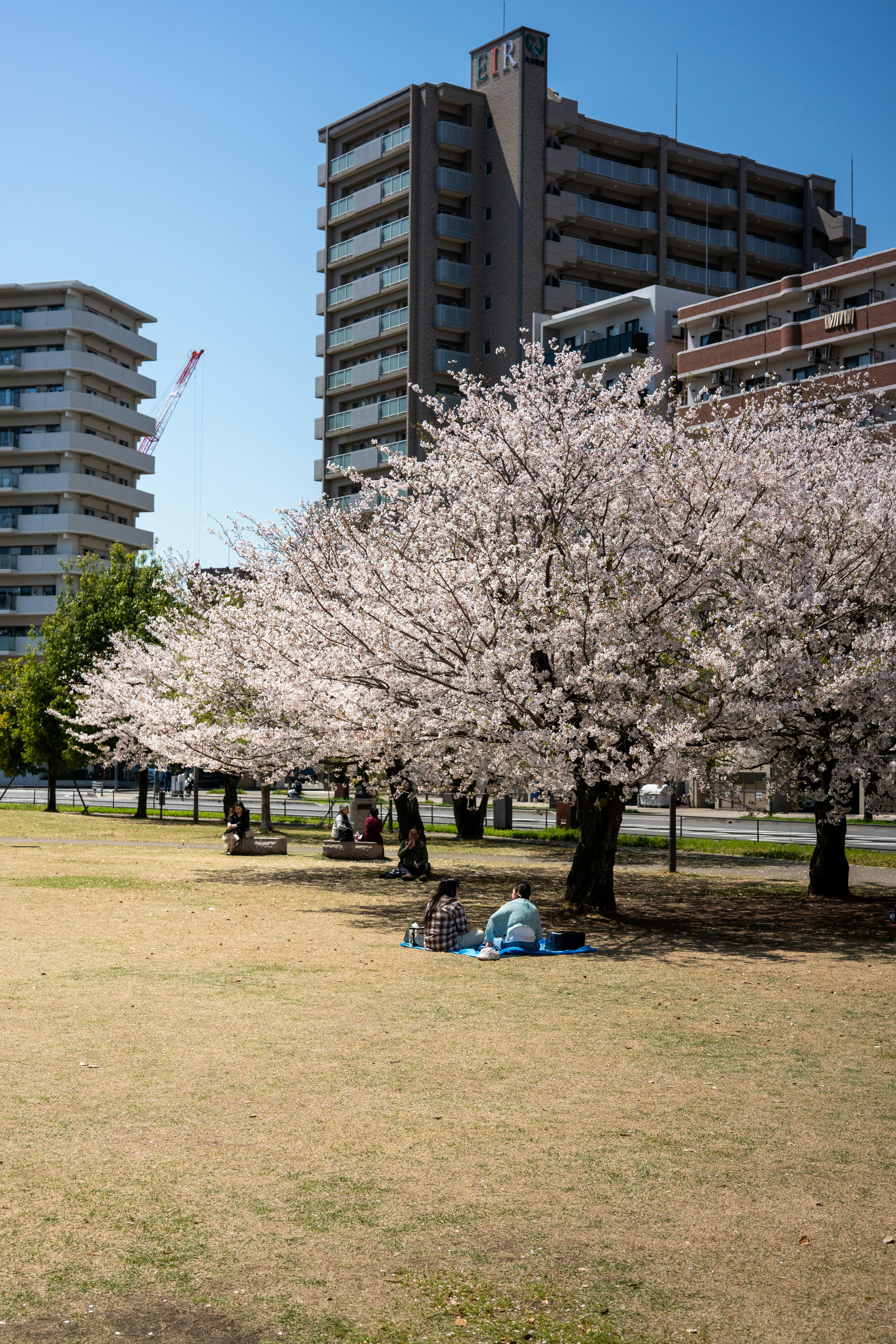 Pessoas fazendo piqueniques sob as cerejeiras floridas em um parque.