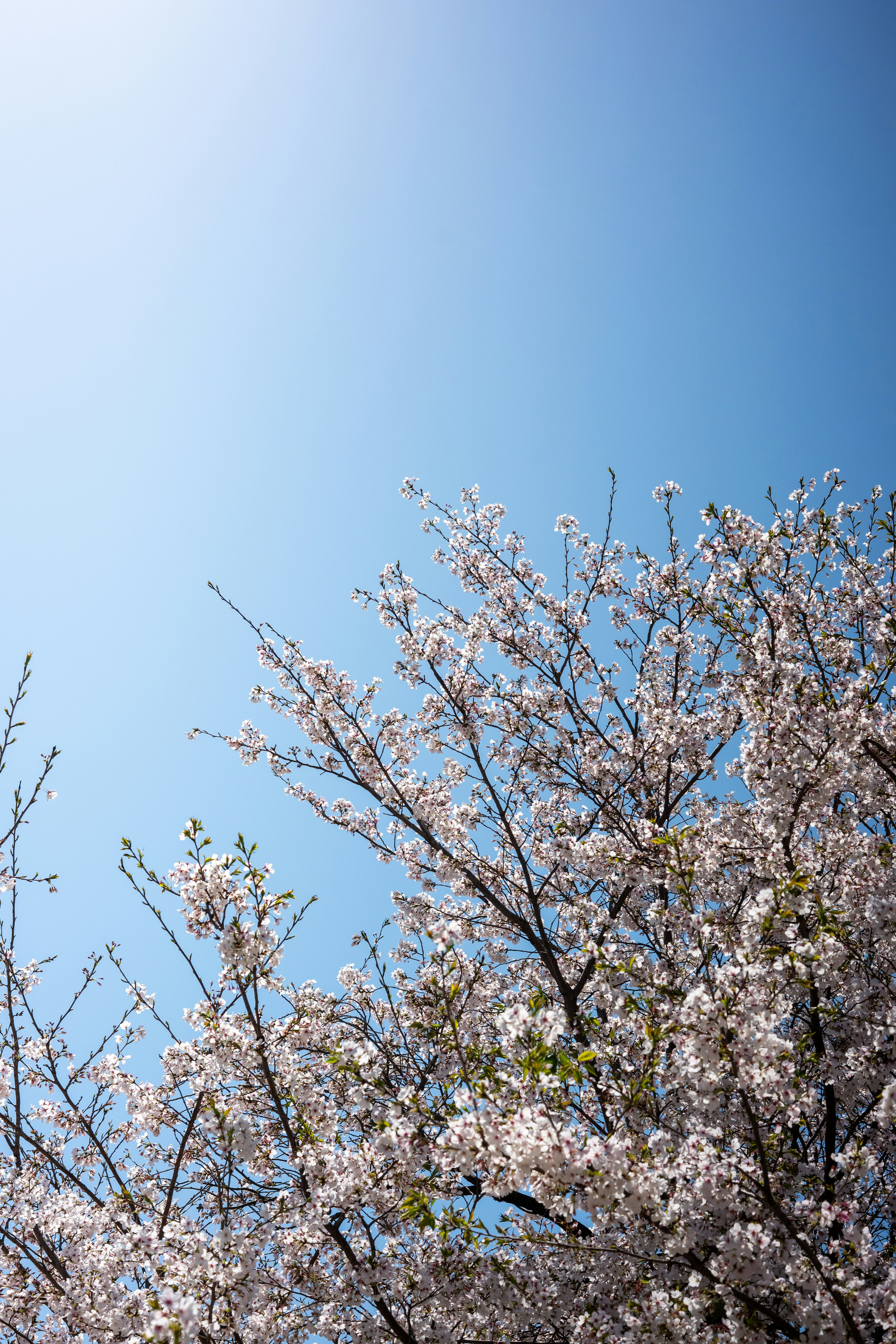 Flores de cerejeira florescem contra um céu azul claro.