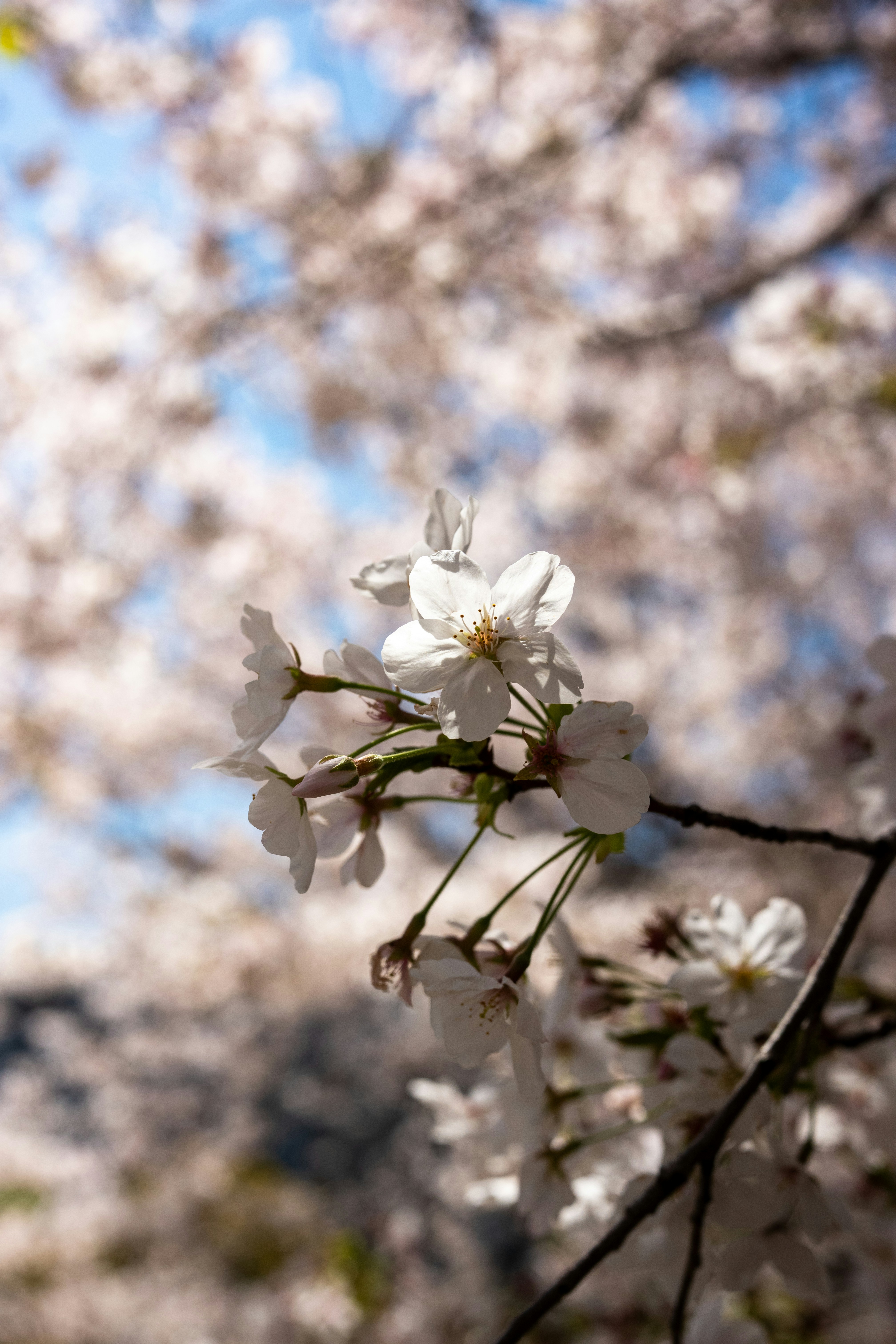 Close de delicadas flores de cerejeira brancas contra um fundo borrado