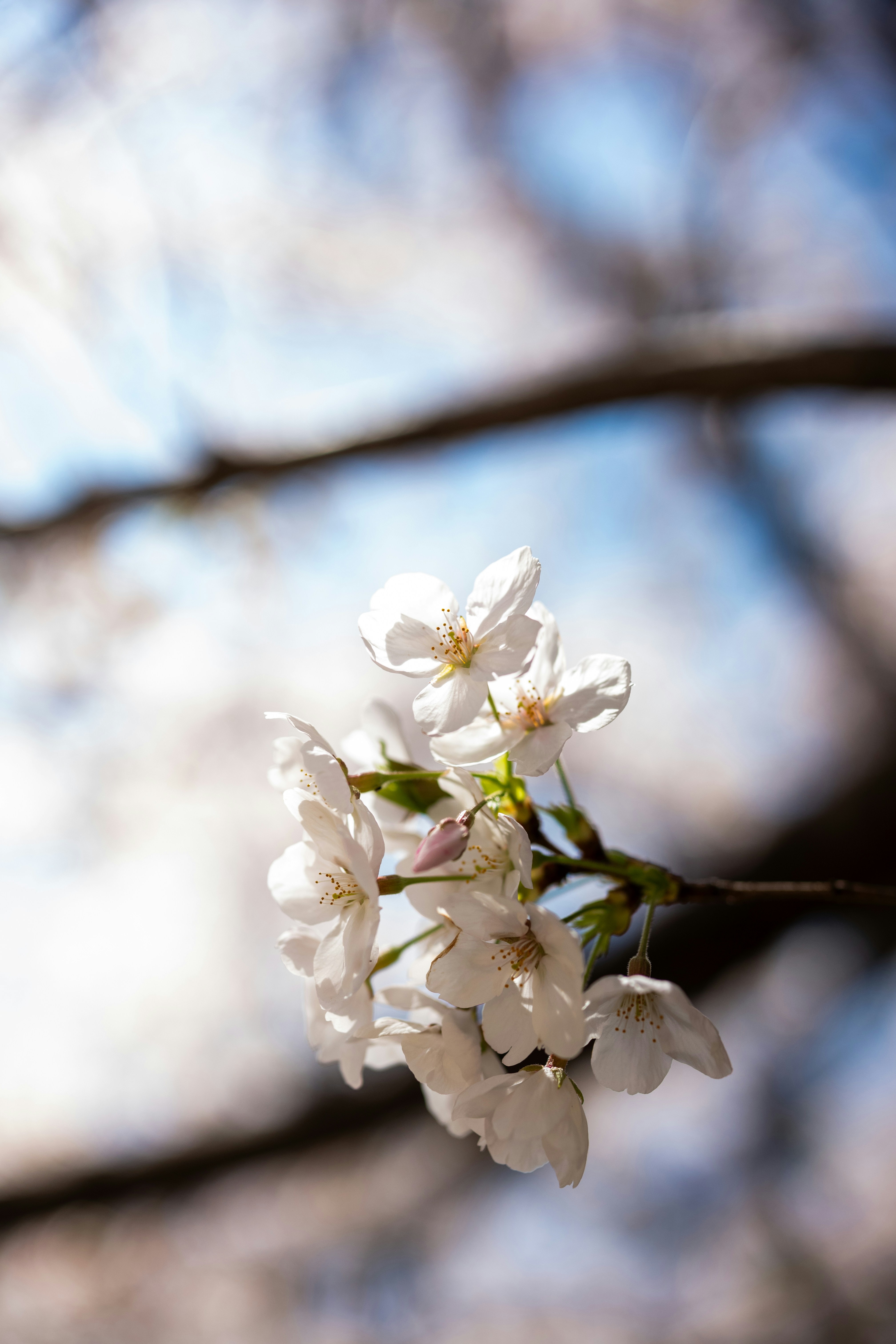 Delicadas flores de cerejeira brancas florescem contra um céu borrado.