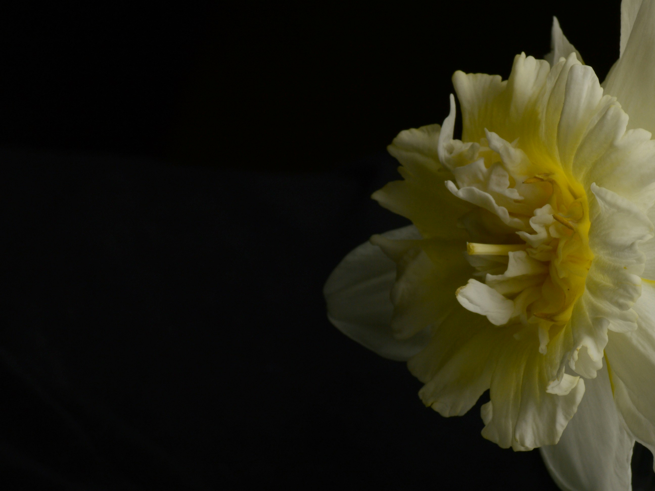 Nahaufnahme einer weiß-gelben Narzissenblüte