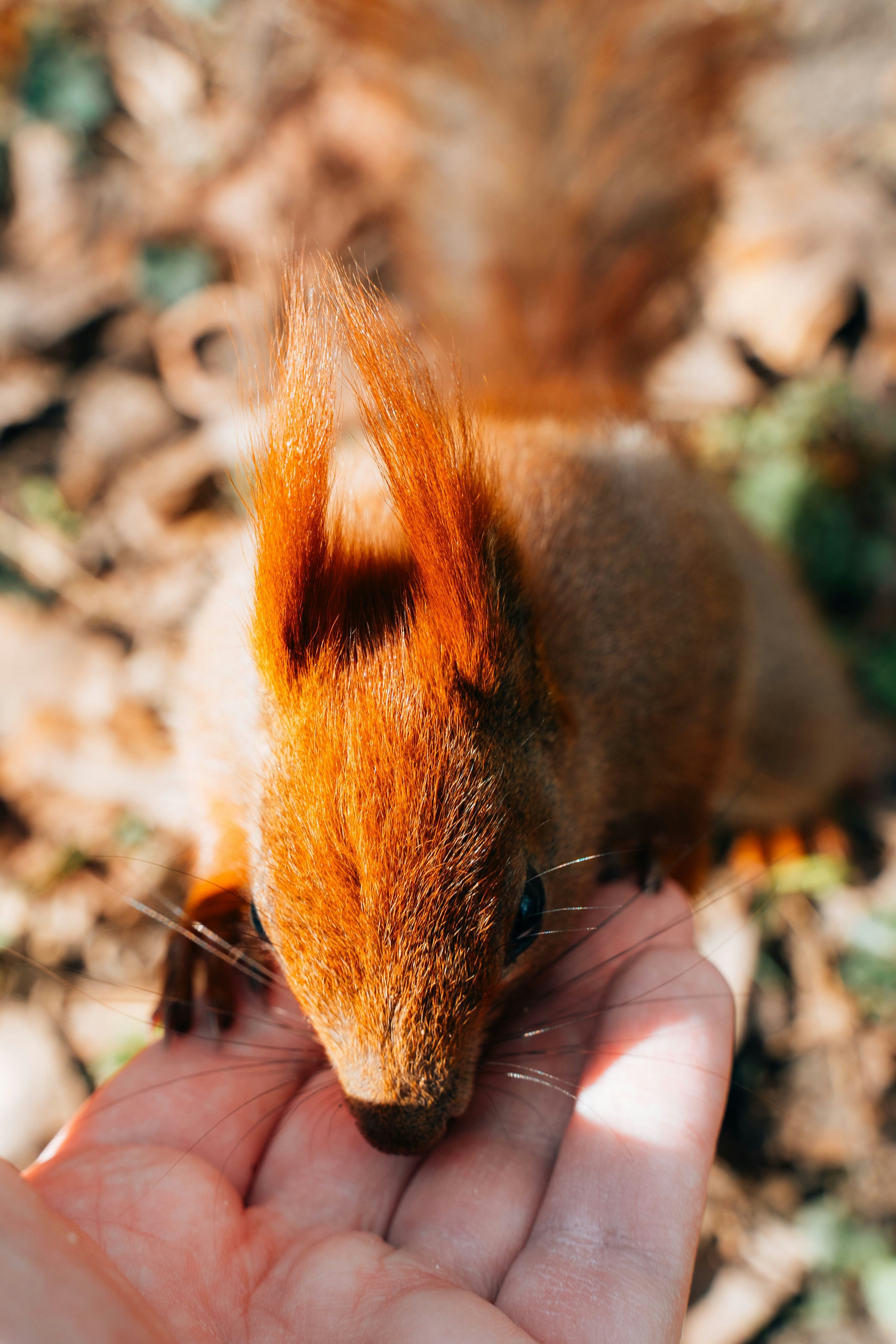 A person feeding a squirrel with their hand