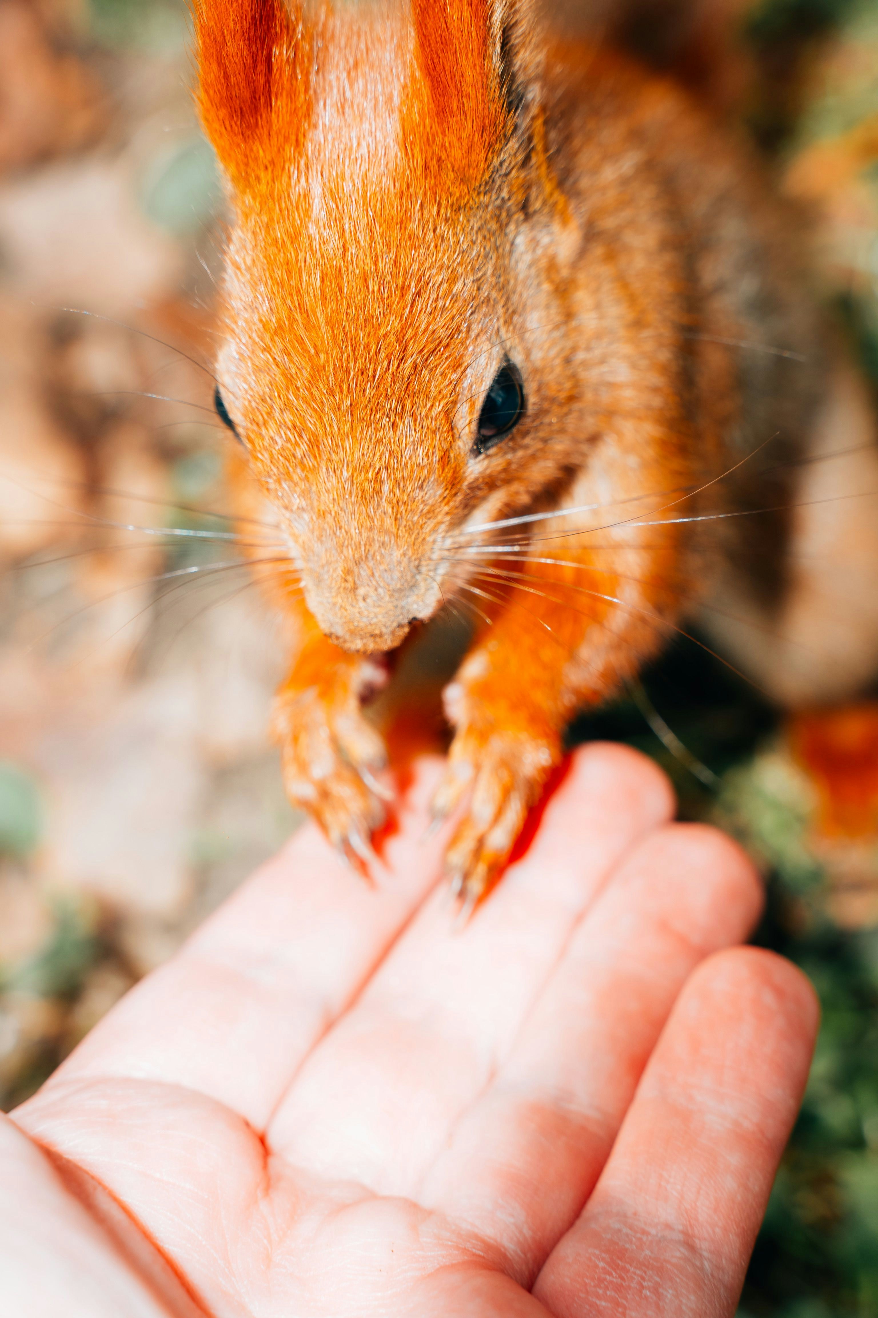 A squirrel eating from an open hand