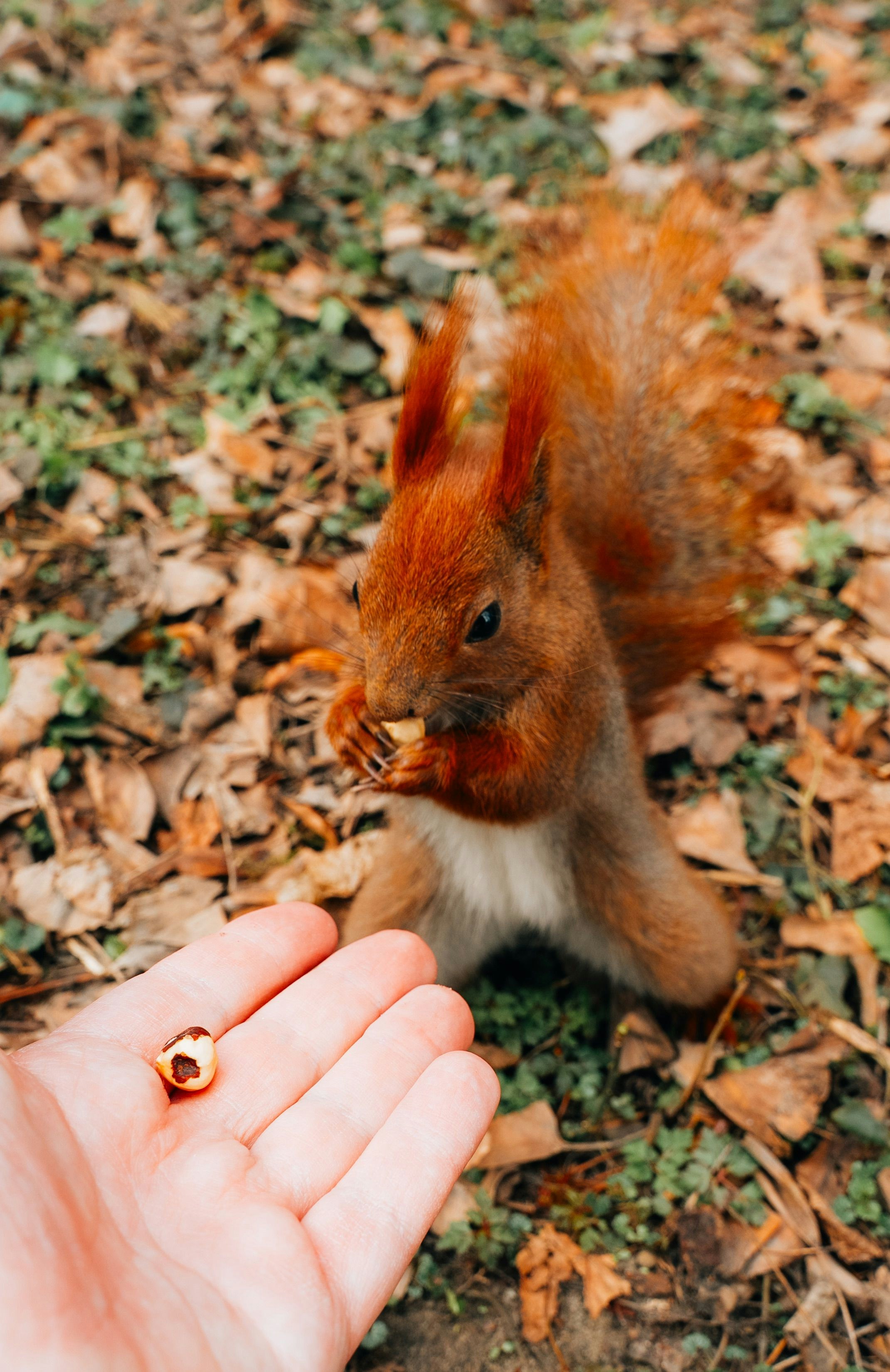 A squirrel eats a nut from a person's hand.
