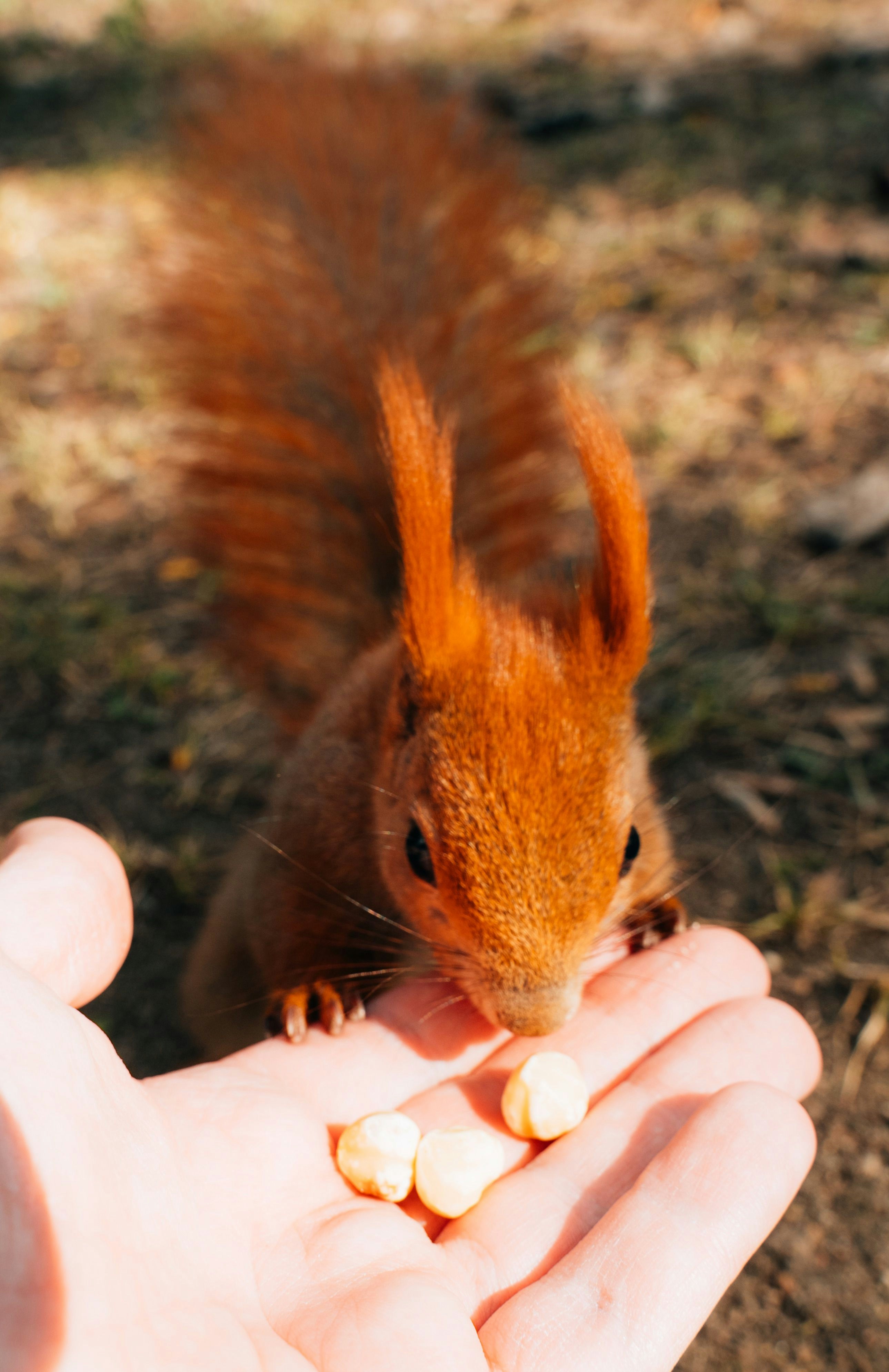 A squirrel eating nuts from a person's hand