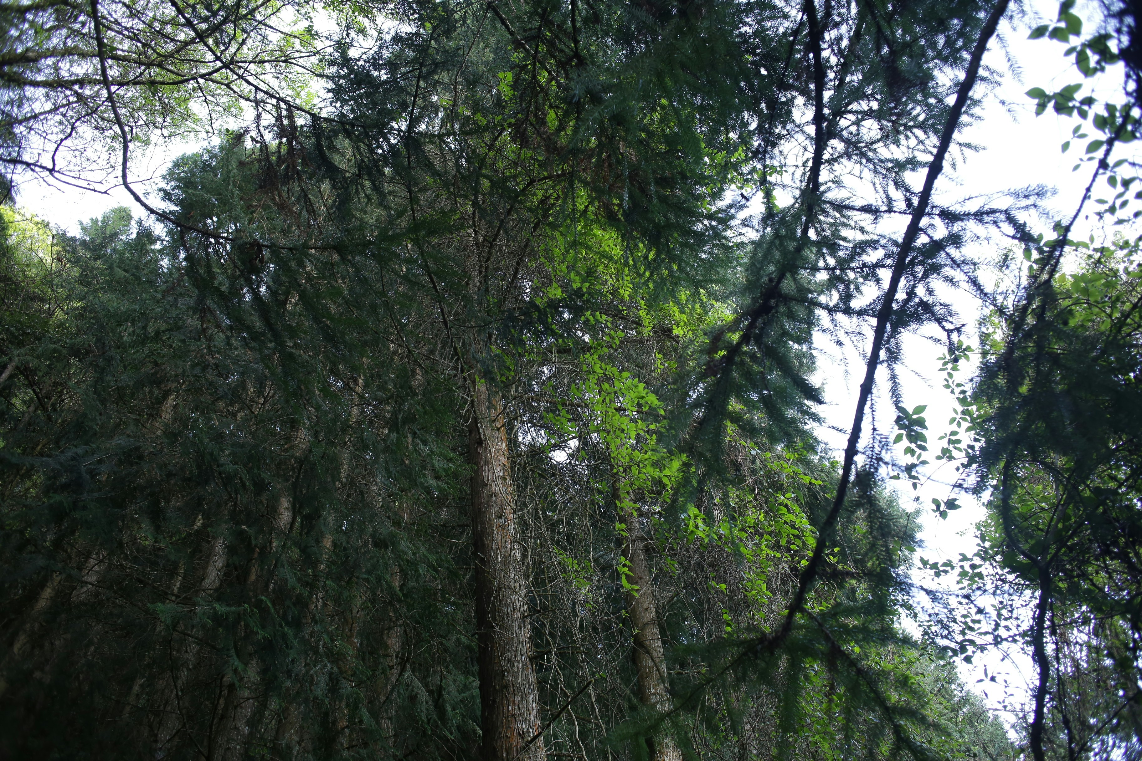 Tall evergreen trees reaching towards the sky