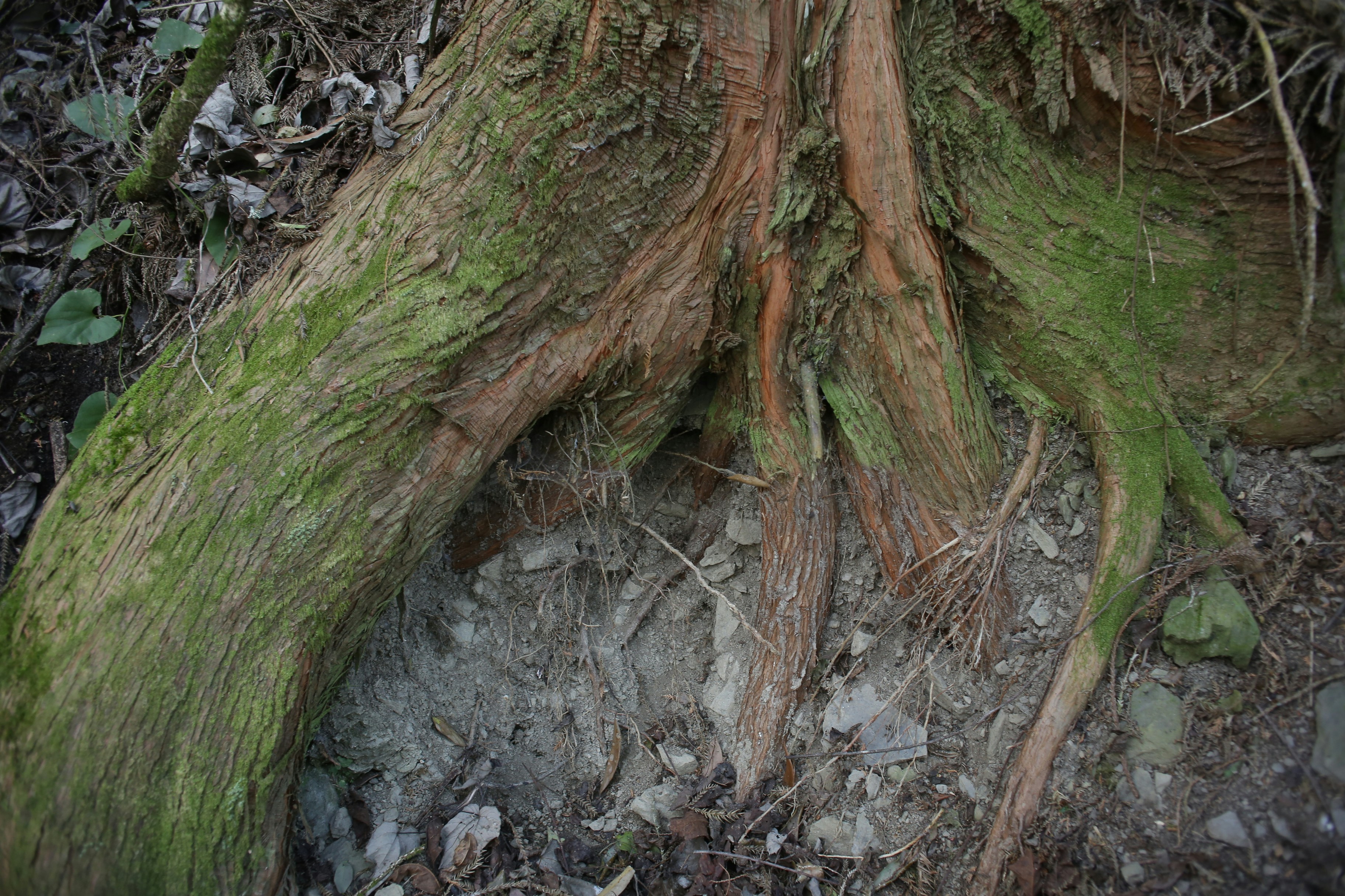 Close-up of moss roots lifting the edge of an asphalt shingle - roof inspection frequency for pacific northwest homes