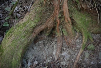Close-up of moss-covered tree roots in soil