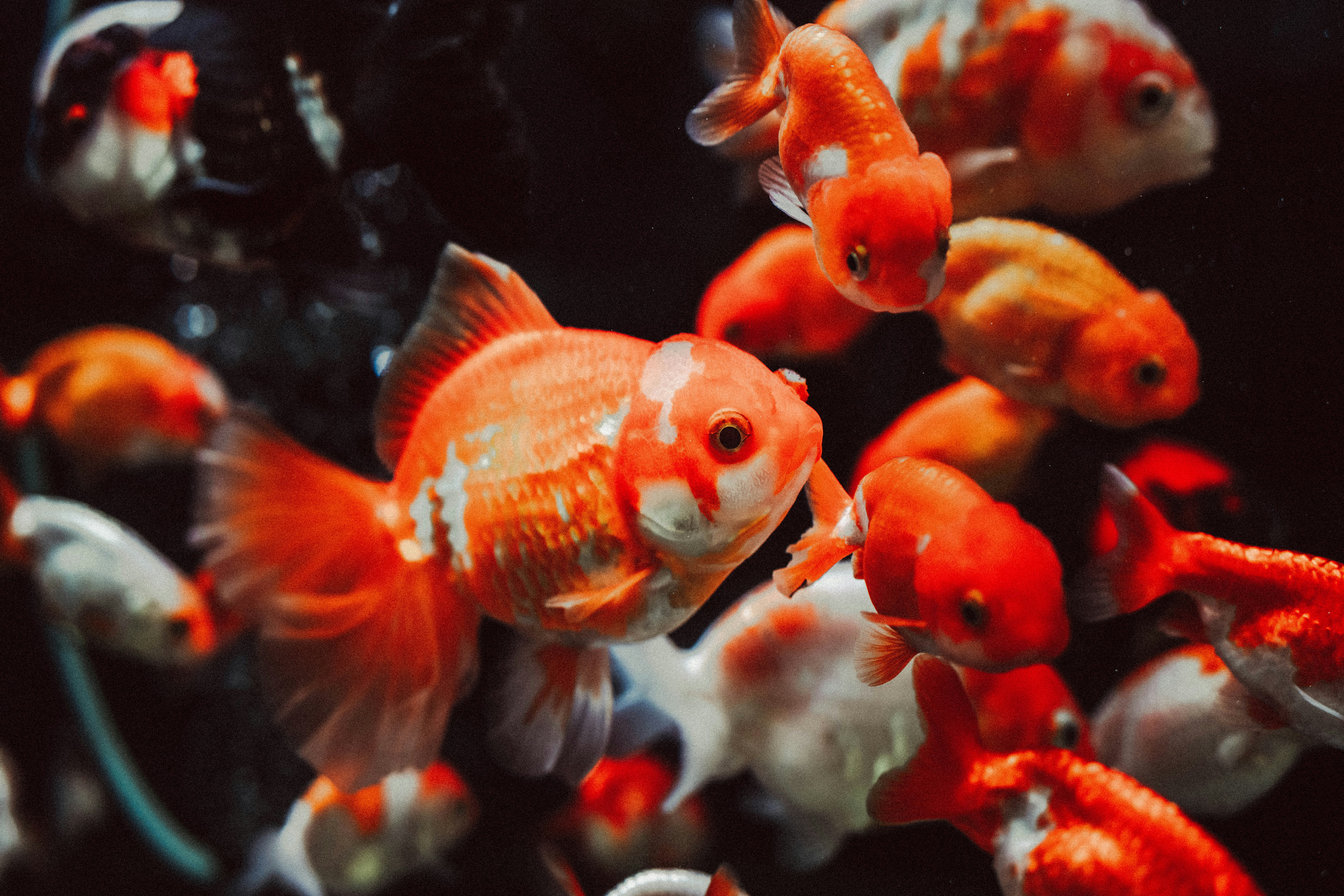 High-Protein Fish Food for Goldfish: 2026 Guide