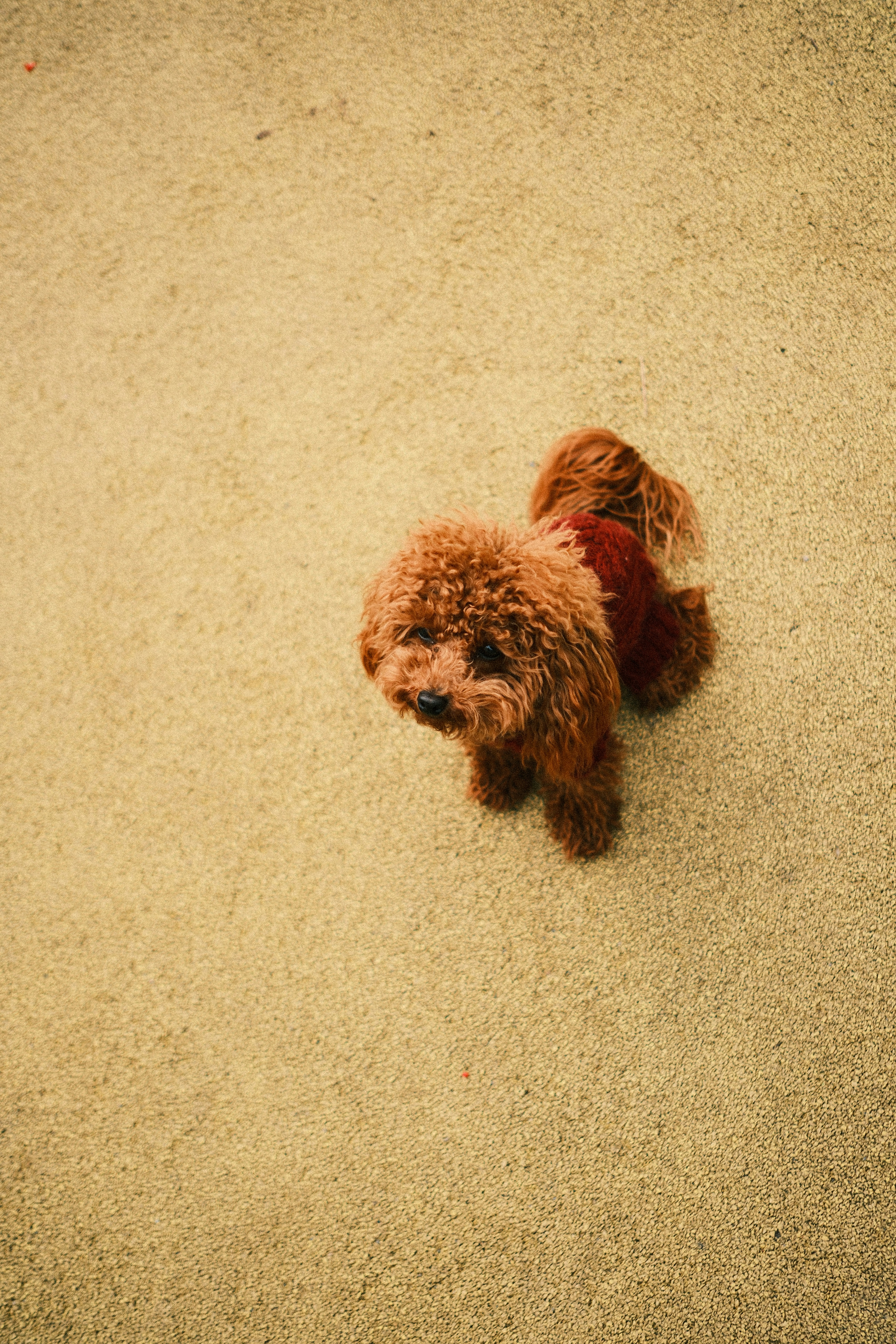 A small brown poodle wearing a red vest