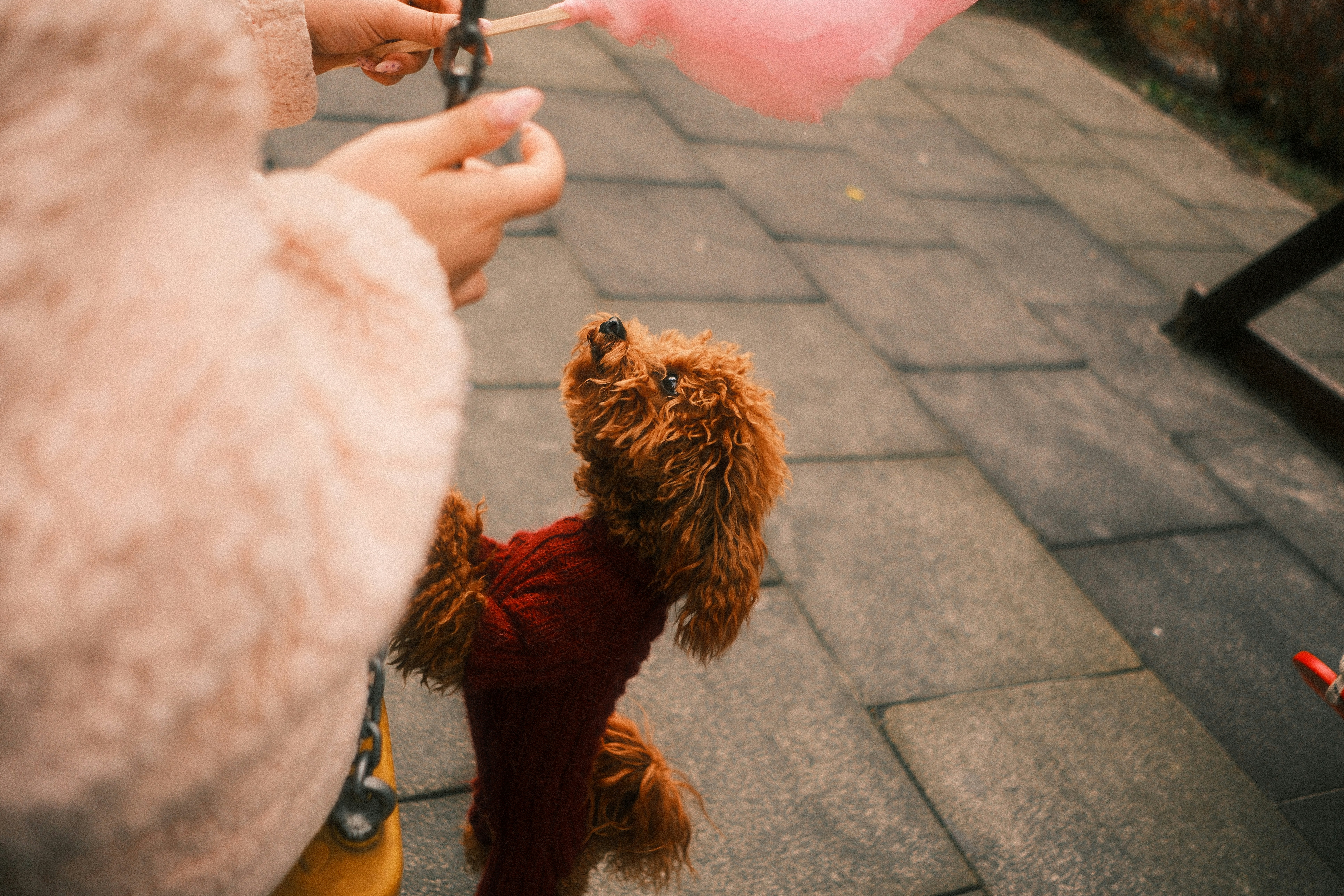 Dog reaching for pink cotton candy held by person