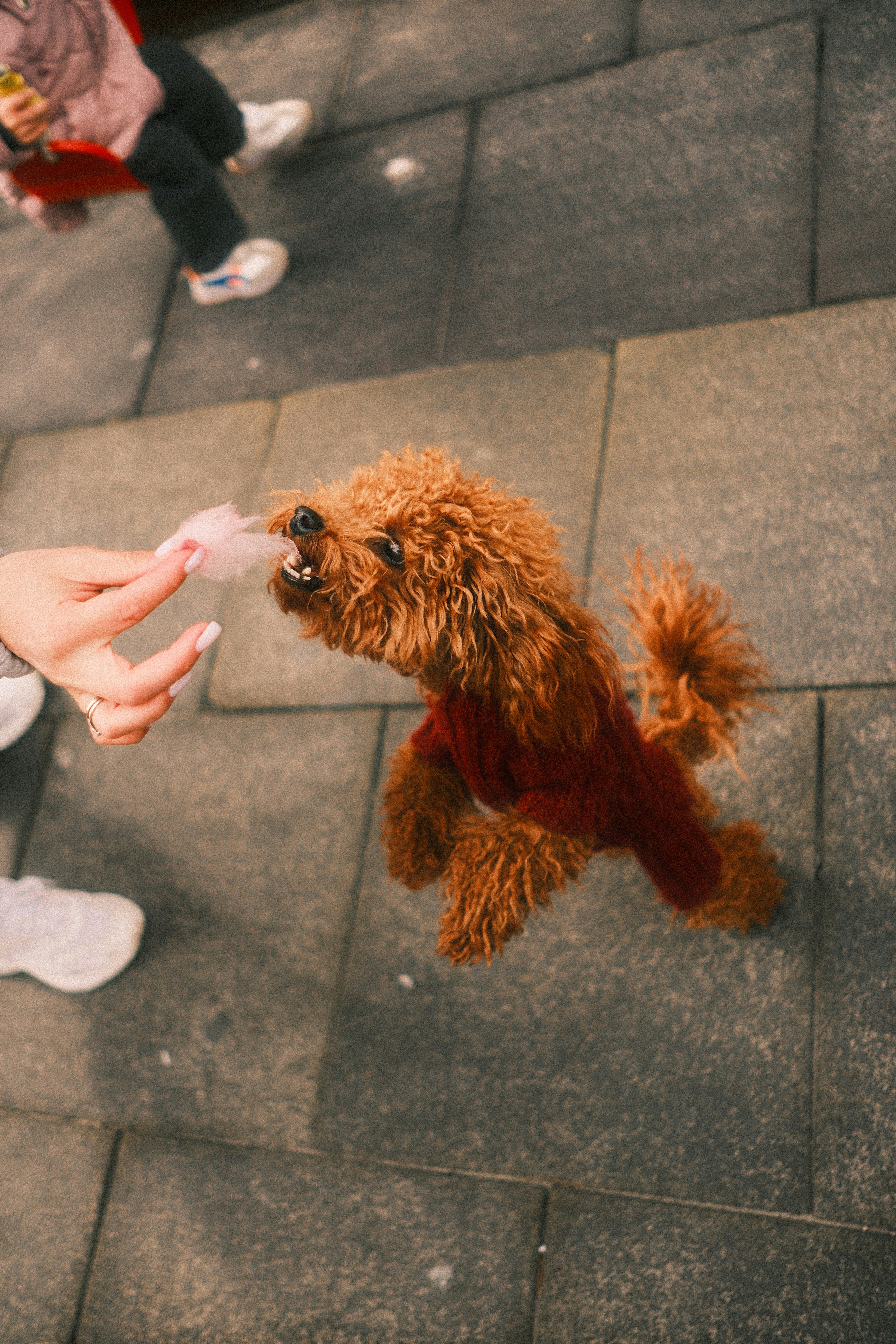 A small poodle eating cotton candy from a hand