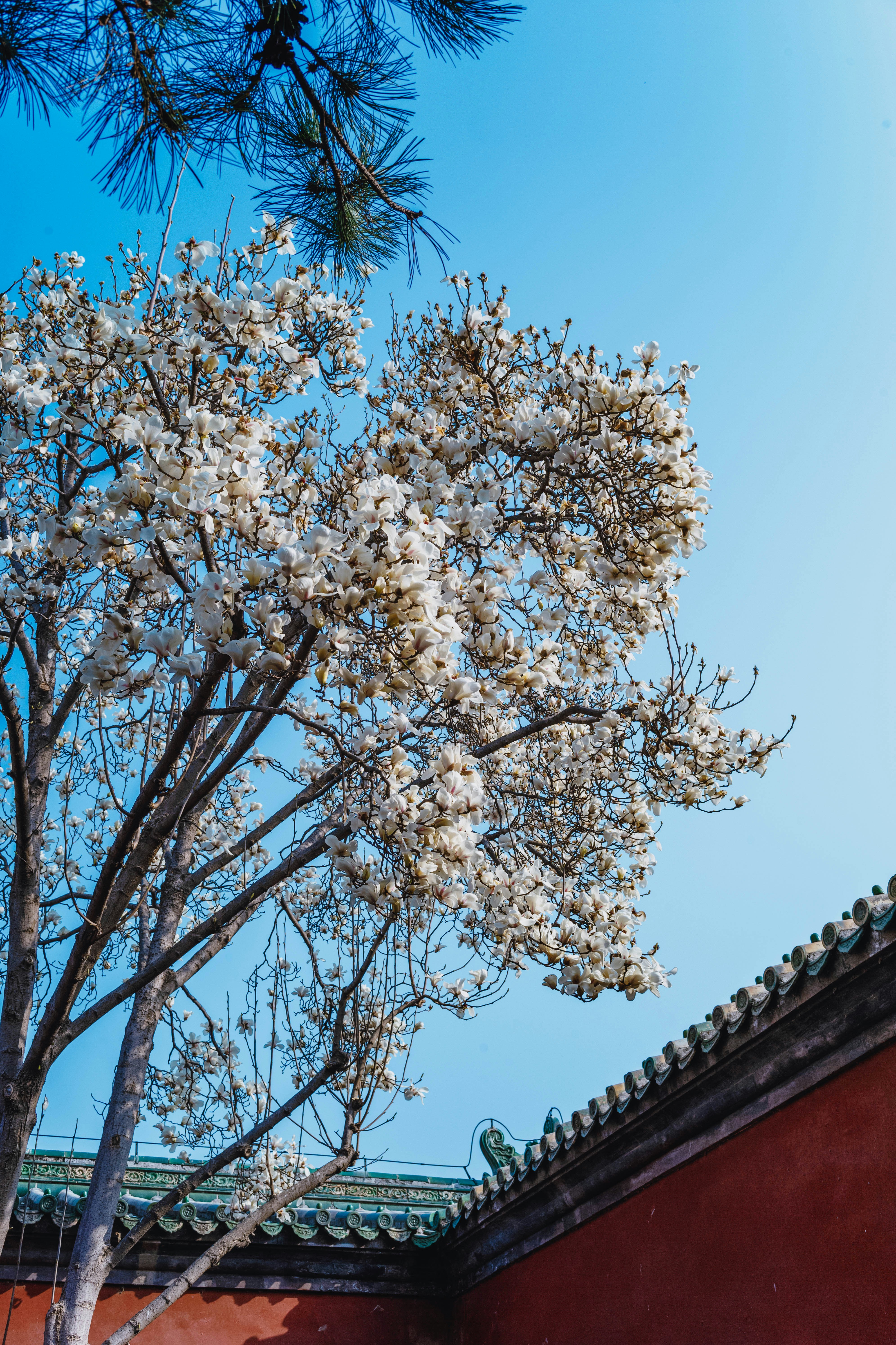 Il bianco sboccia su un albero contro un cielo azzurro.