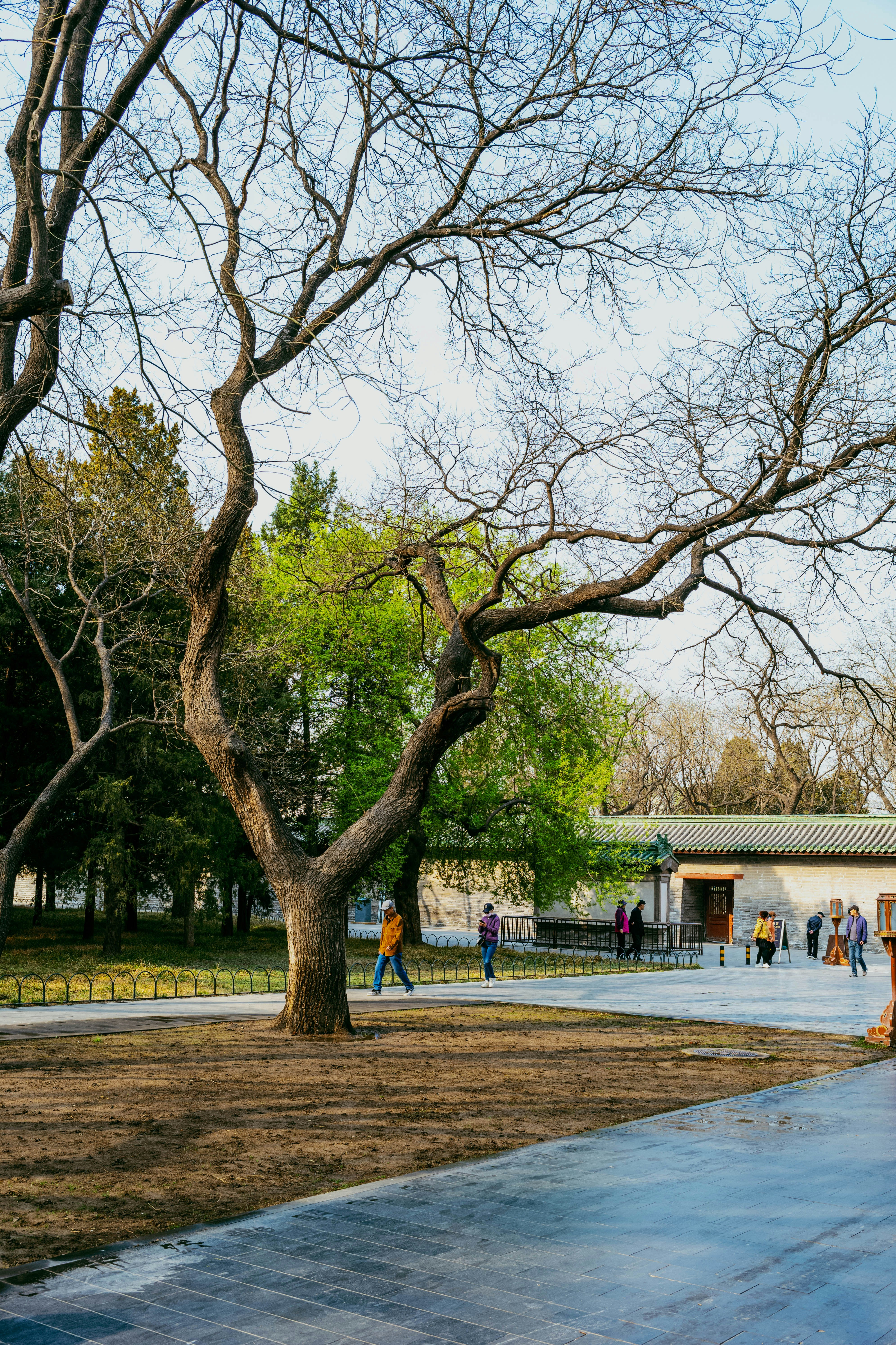 Rami d'albero nudi contro un edificio pieno di persone
