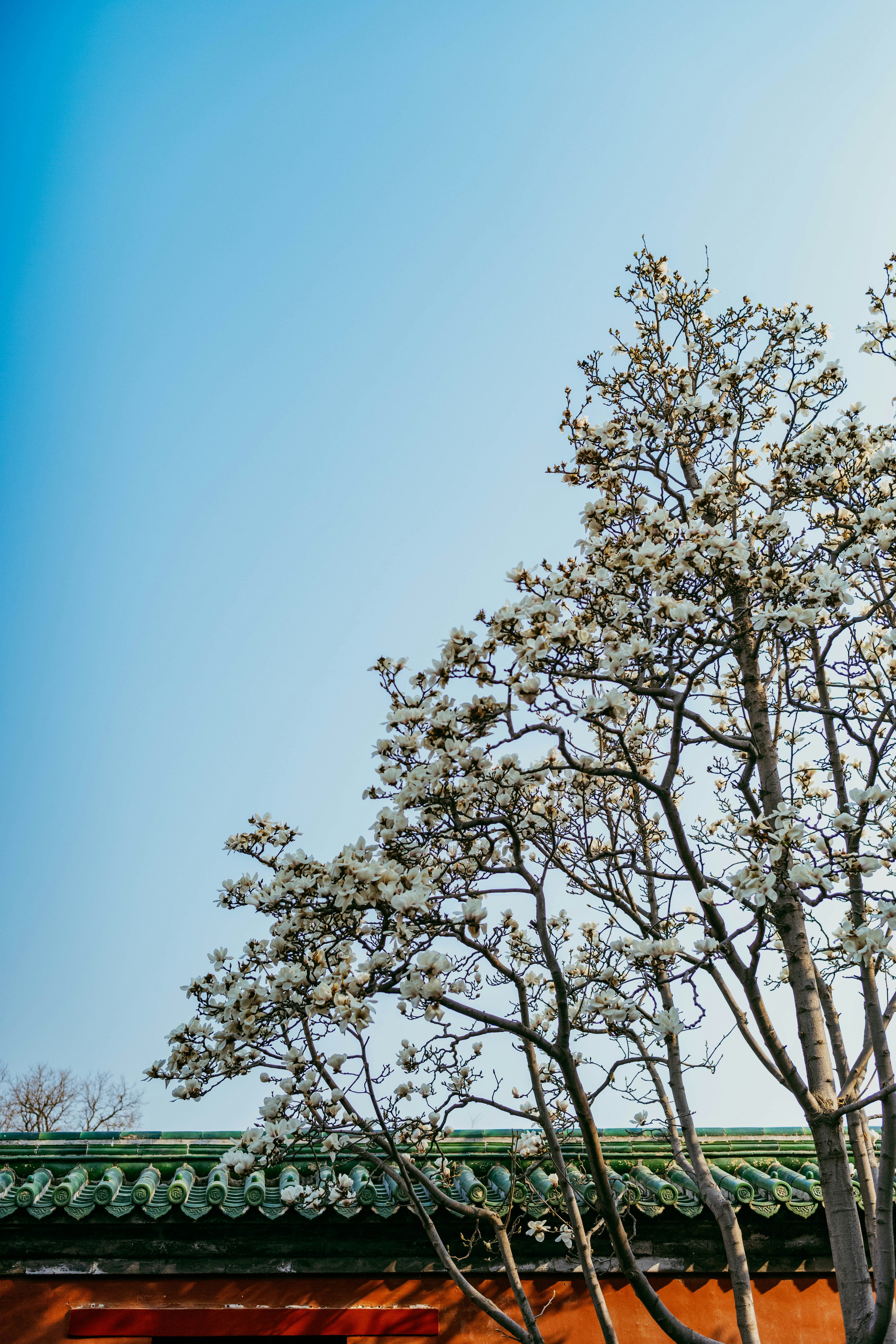 Albero bianco in fiore contro un cielo azzurro limpido.