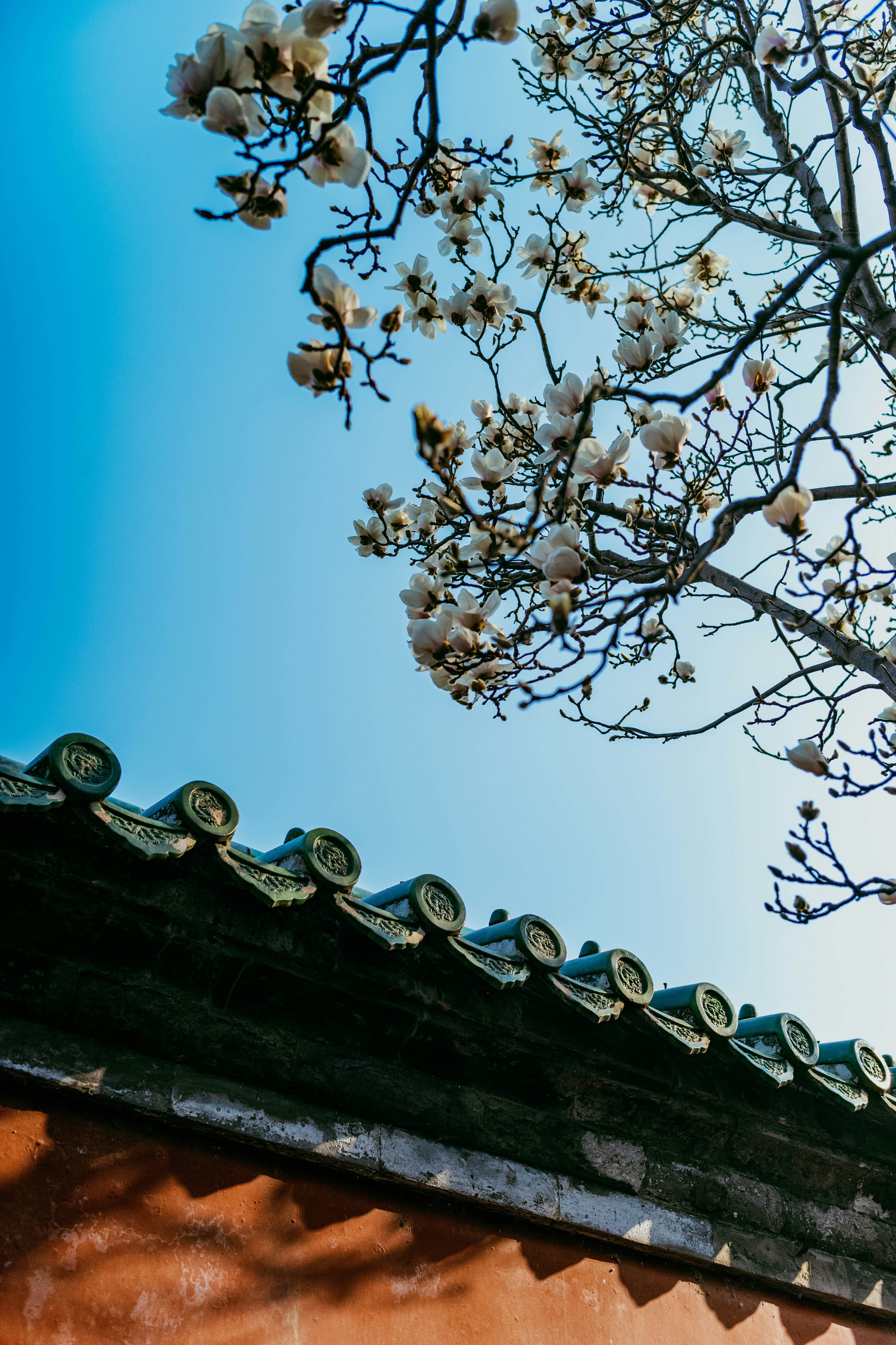La magnolia bianca fiorisce su un albero sopra un tetto di tegole.