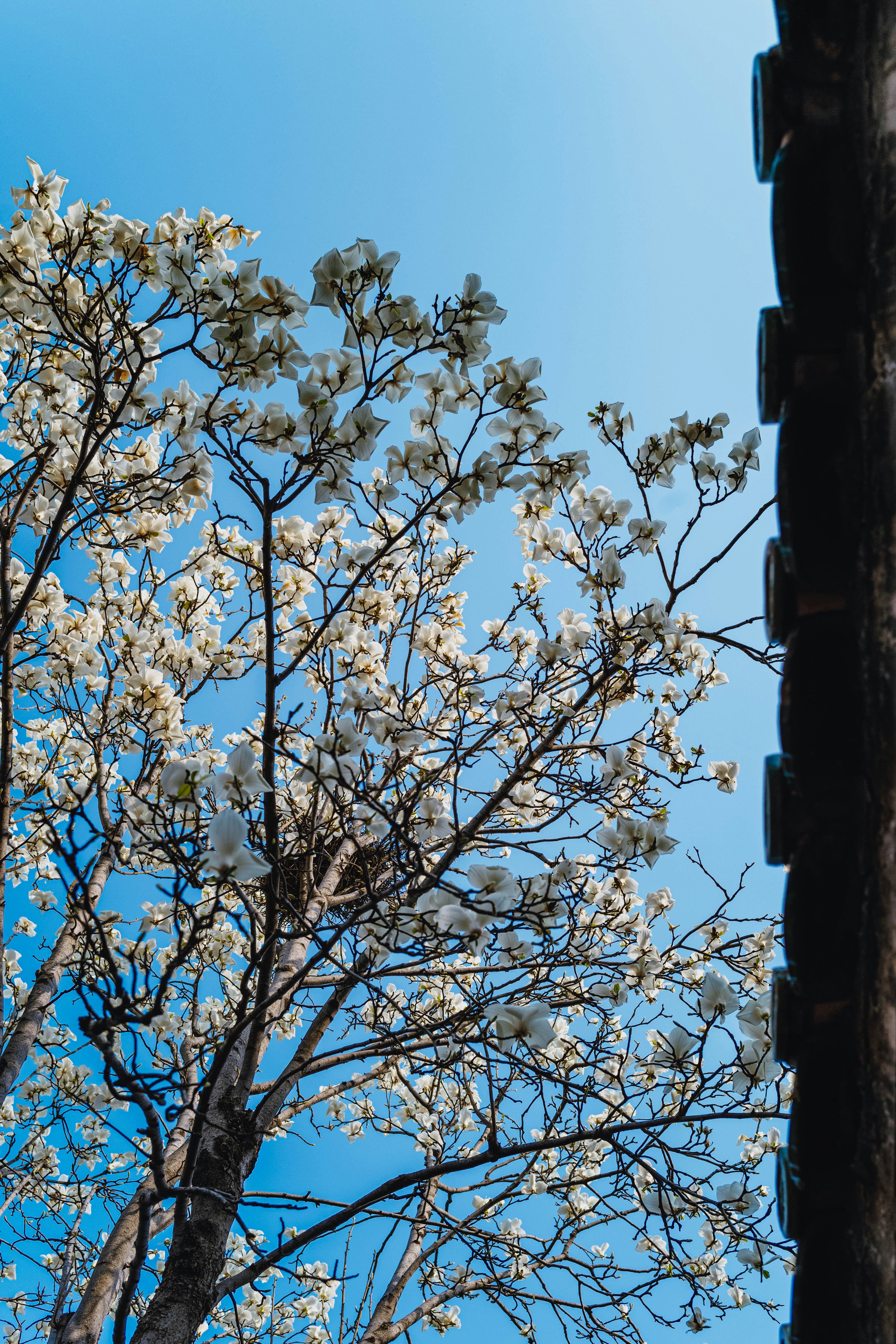 Il bianco sboccia su un albero contro un cielo azzurro limpido.