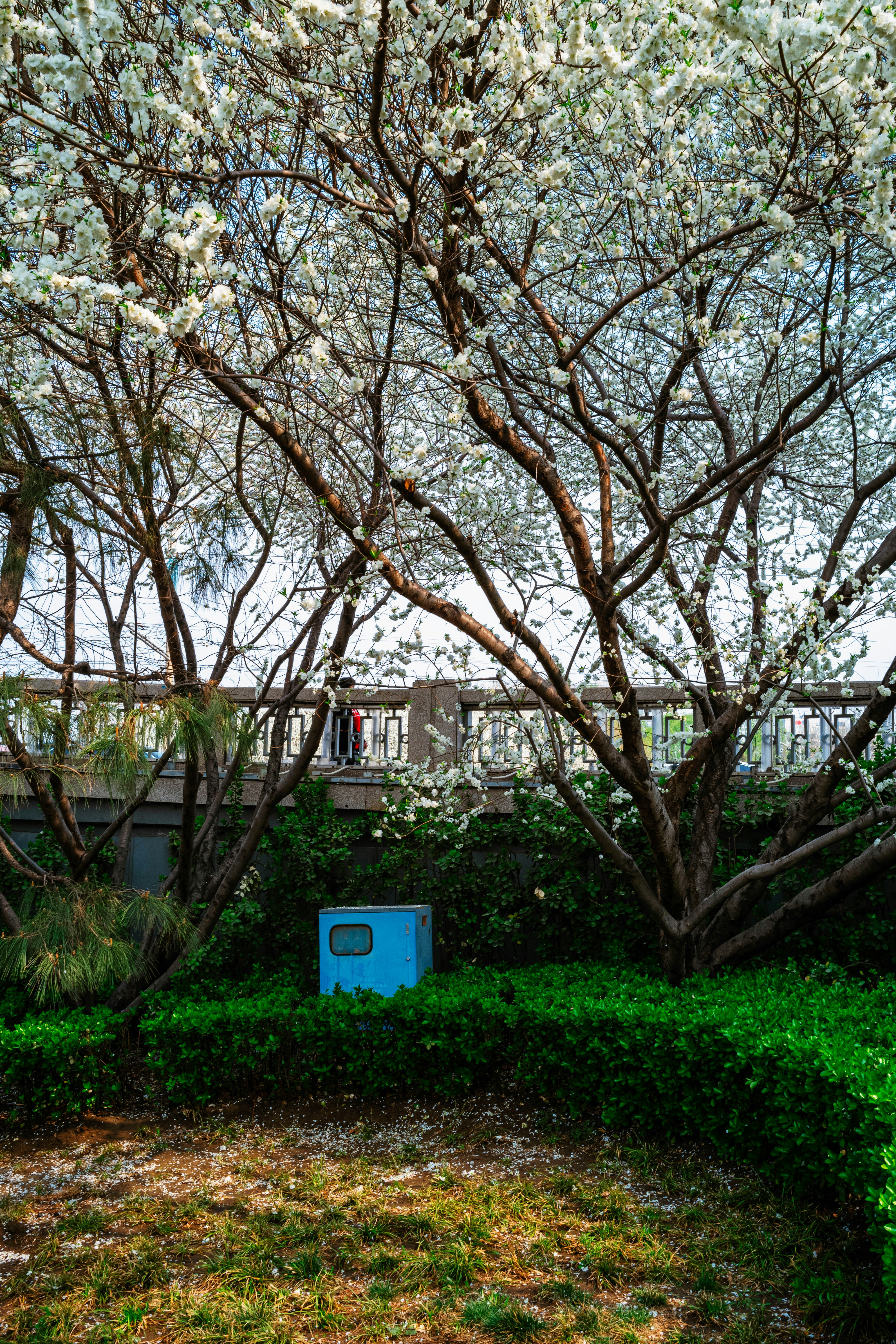 Fiori bianchi sugli alberi con cassonetto blu.