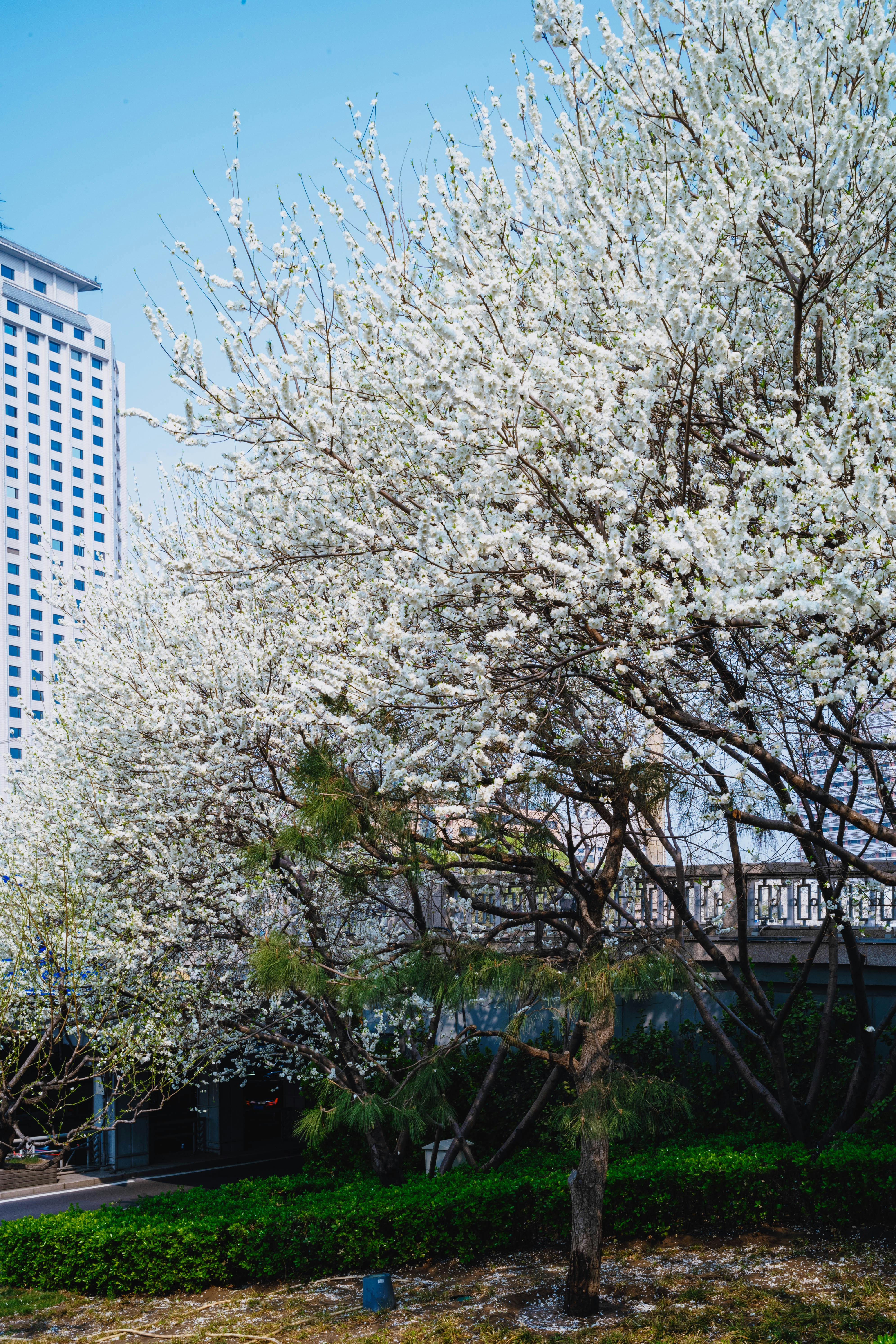 Alberi bianchi in fiore davanti a un edificio moderno.