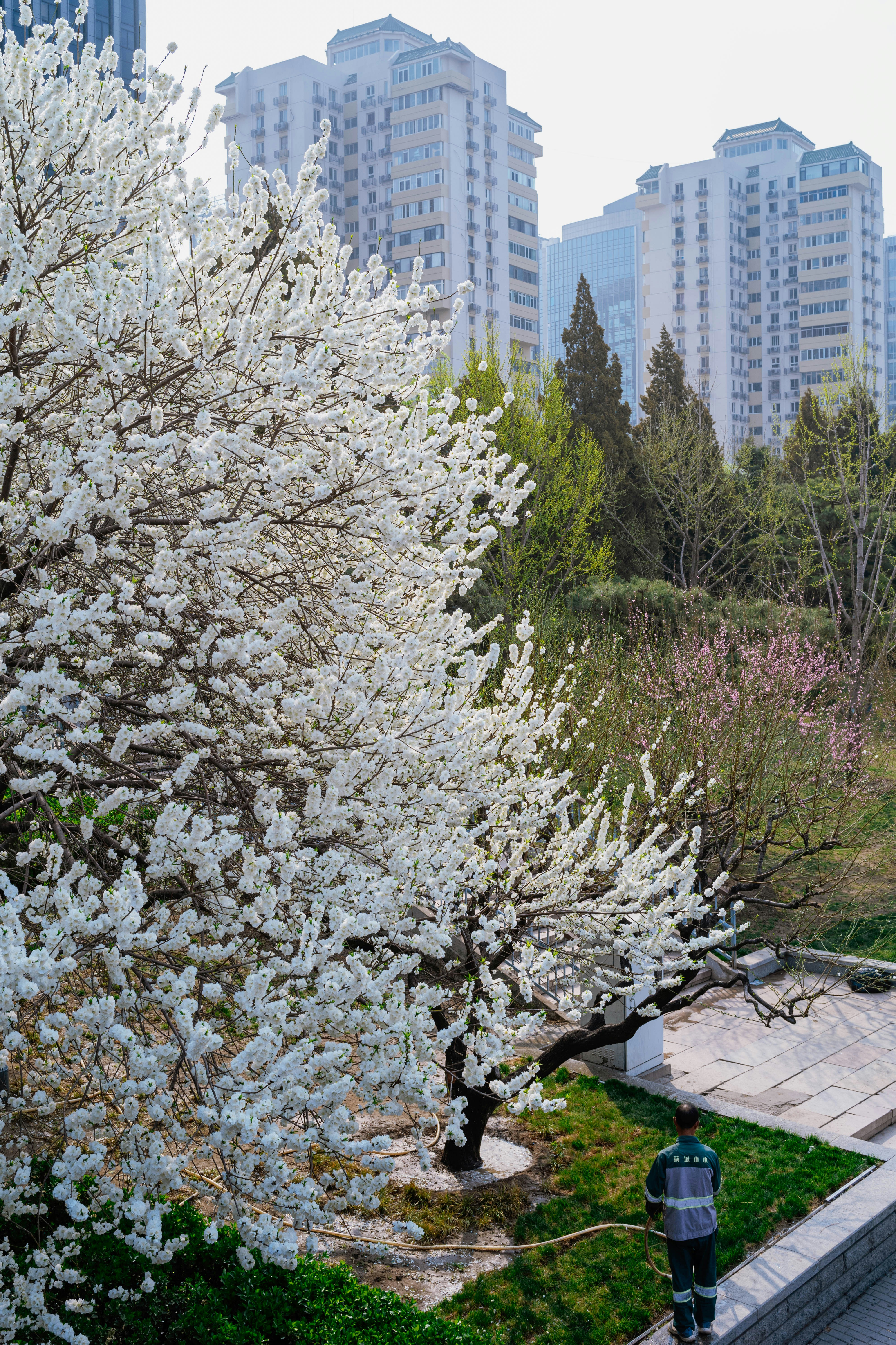 Fiori bianchi di ciliegio in fiore con edifici cittadini sullo sfondo