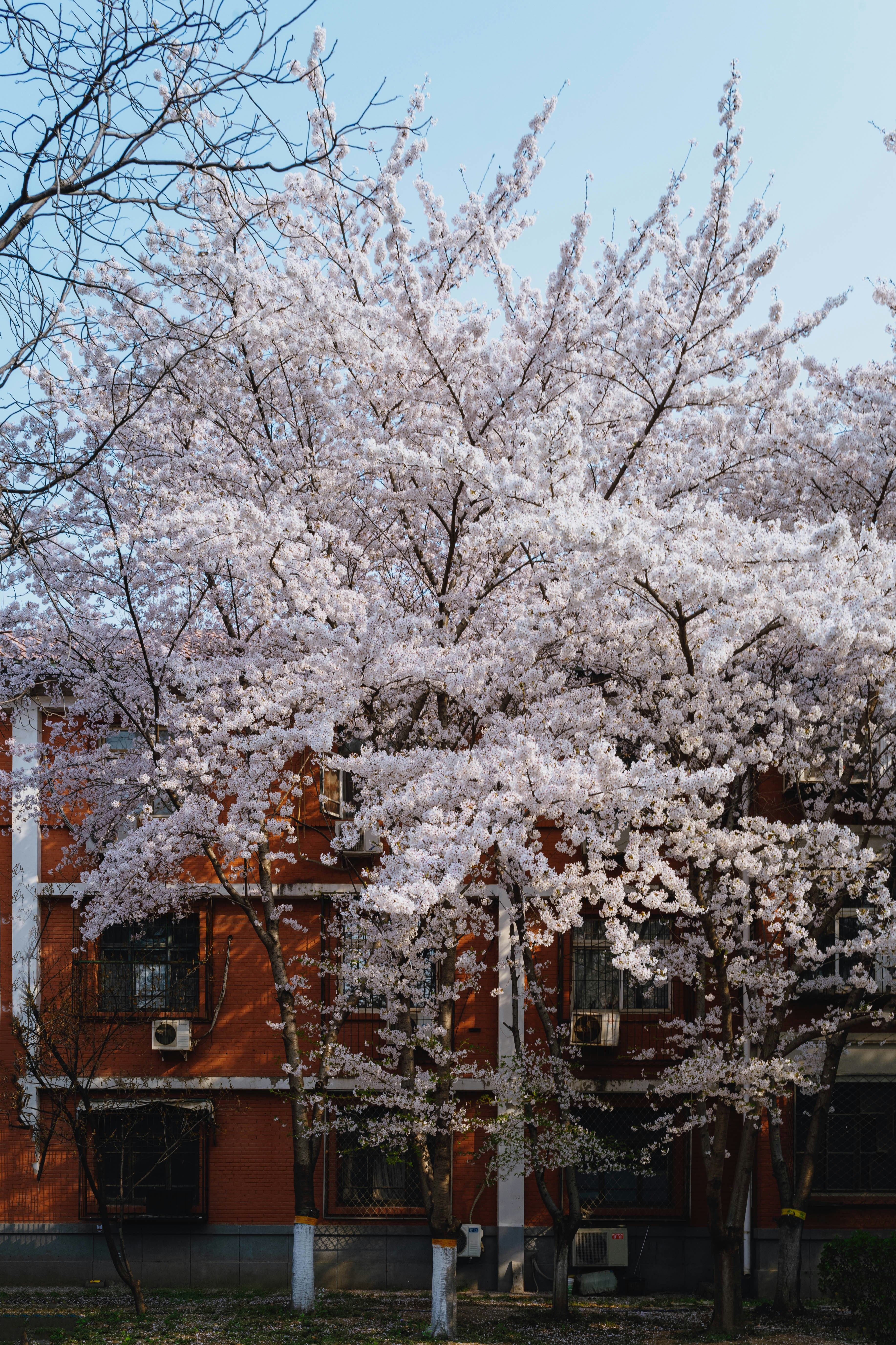 Alberi di ciliegio in fiore davanti a un edificio in mattoni.
