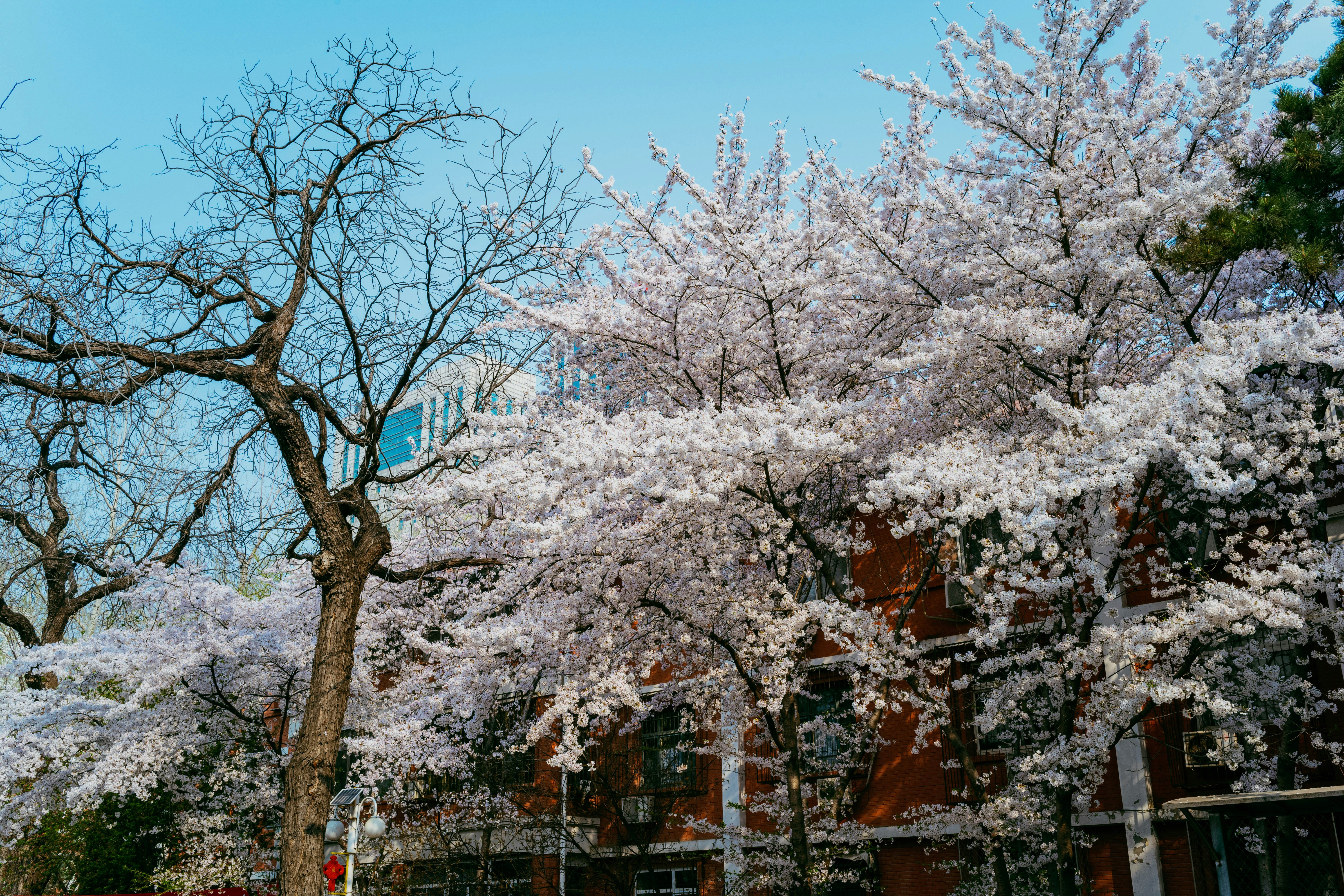 Ciliegi in fiore davanti a un edificio.