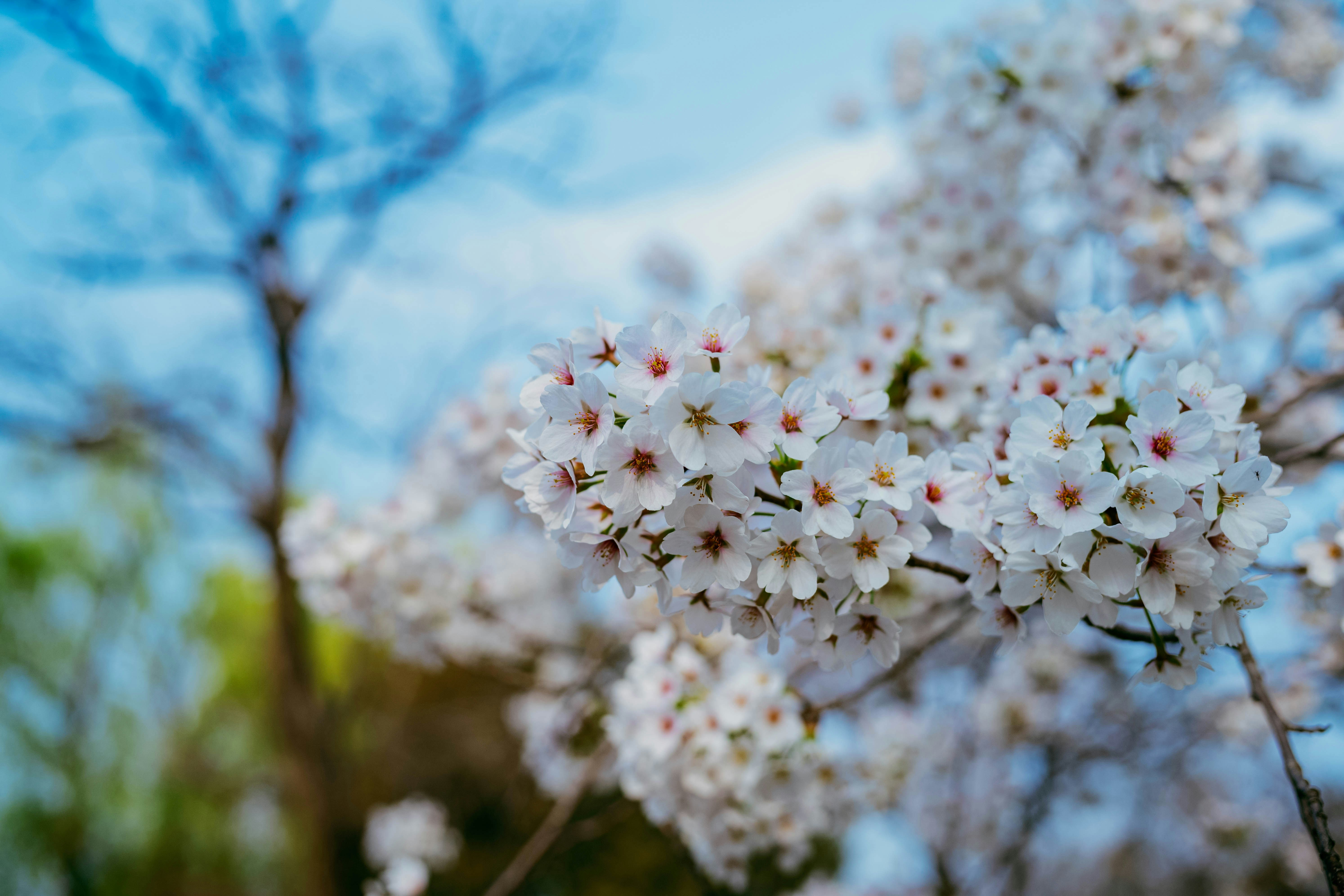 Delicati fiori di ciliegio bianchi sbocciano contro un cielo azzurro e morbido.