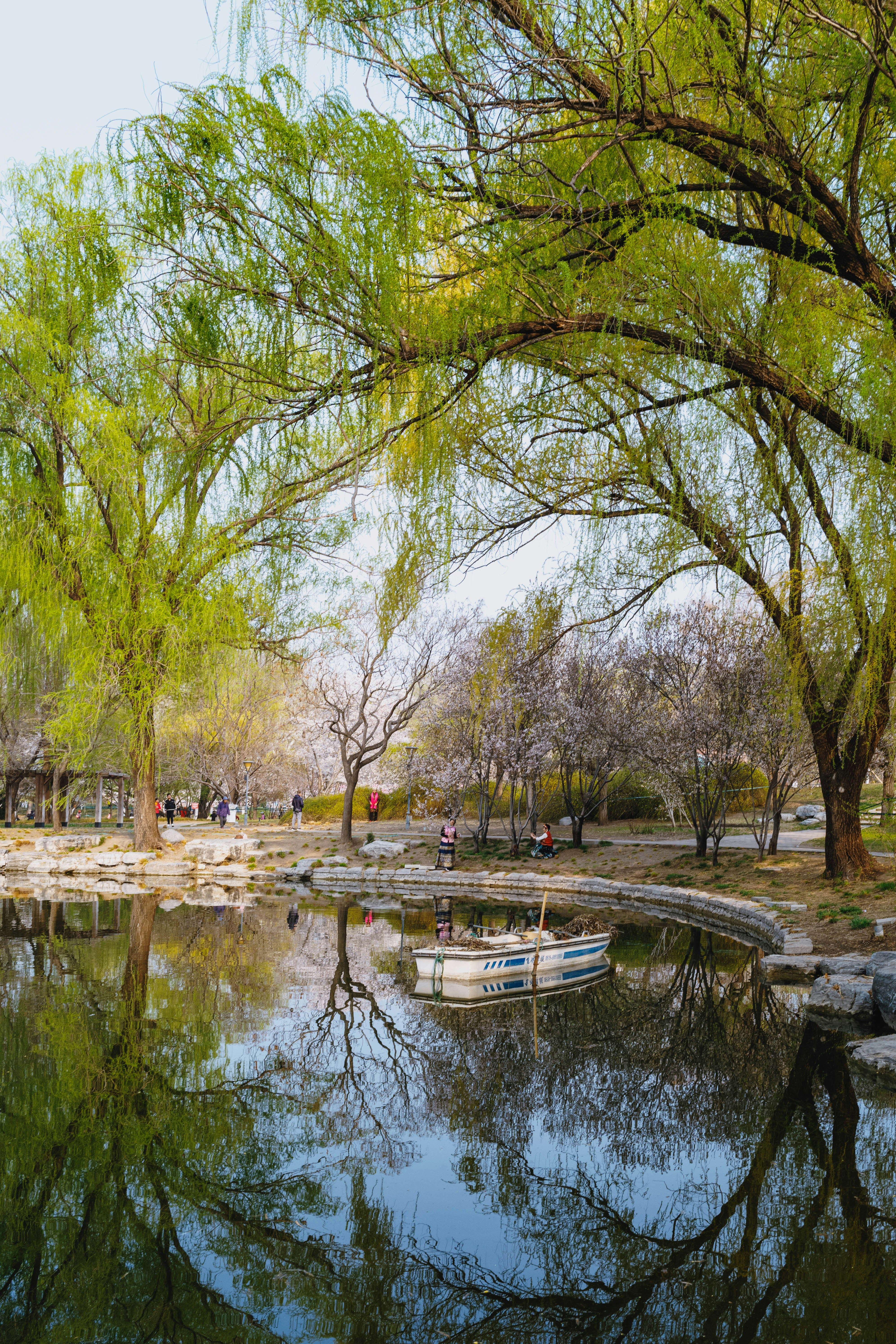 Una scena tranquilla del parco con uno stagno e alberi in fiore.