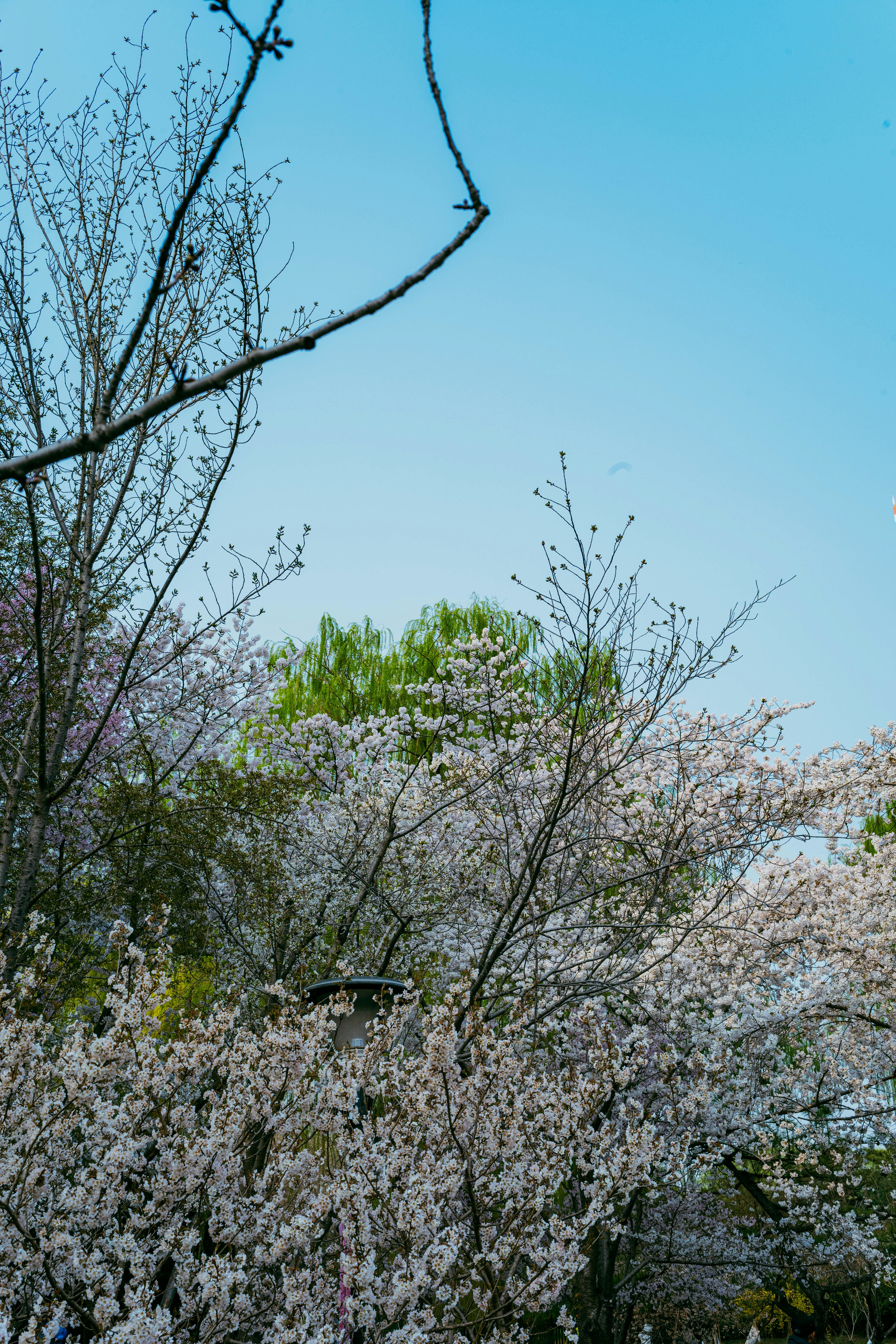 I ciliegi fioriscono contro un cielo azzurro limpido.