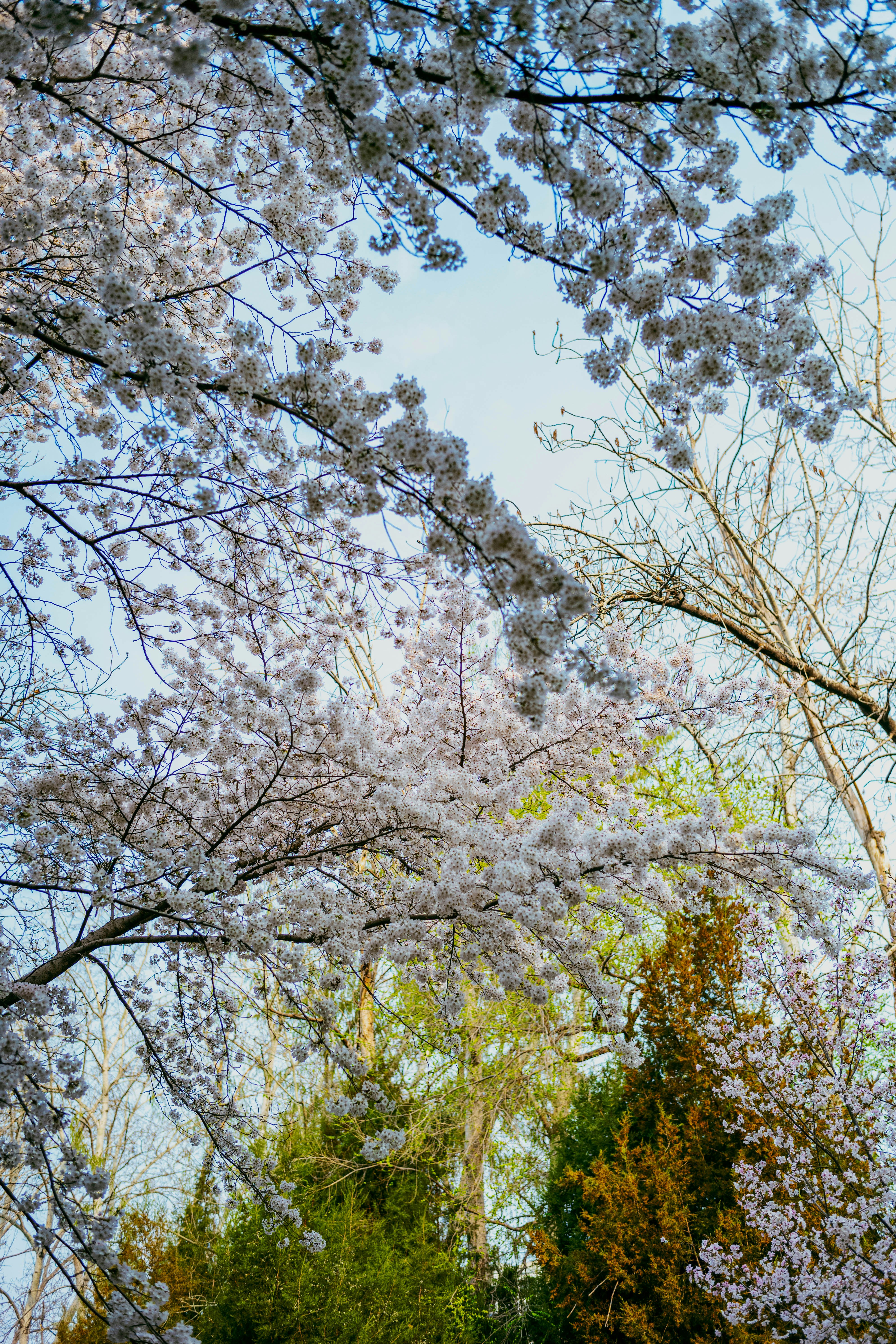 Alberi in fiore con fiori bianchi contro un cielo azzurro.