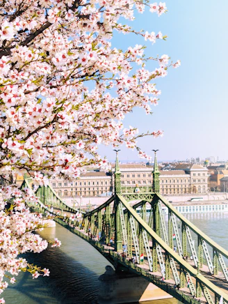 Green bridge over river with blooming trees in foreground