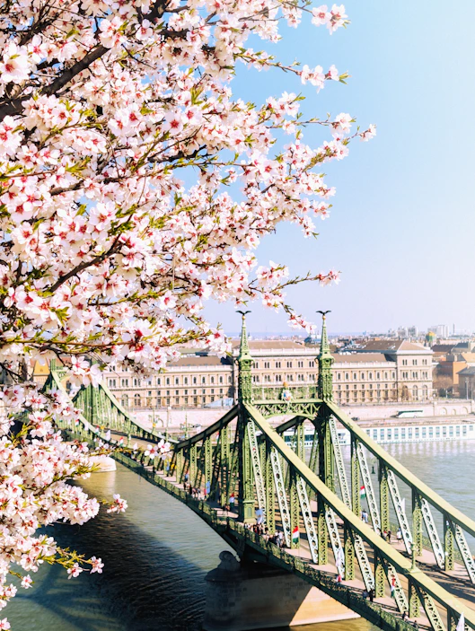 Green bridge over river with blooming trees in foreground