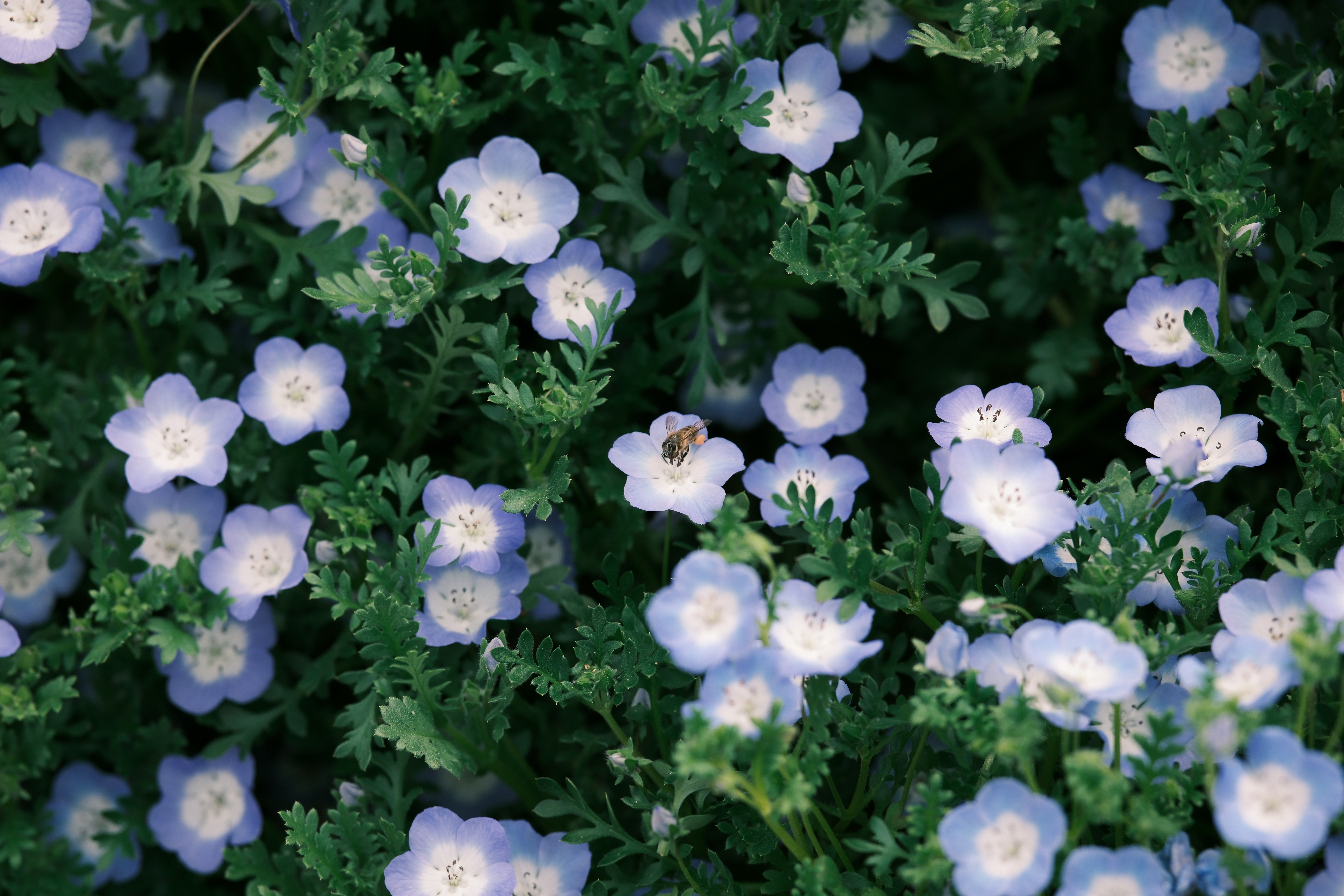 Close-up of delicate blue and white flowers with green foliage.