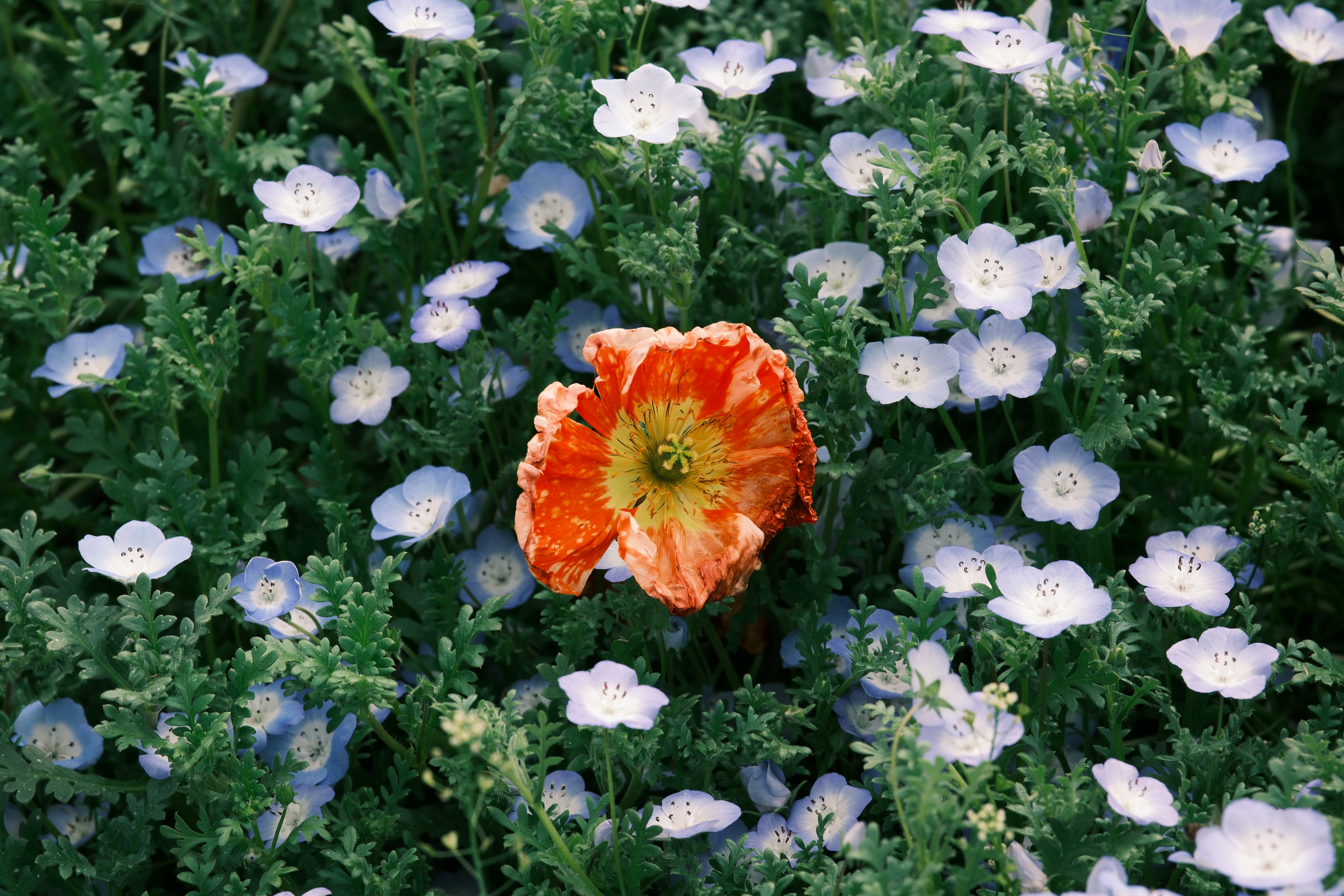 A single orange poppy stands out among small blue flowers.