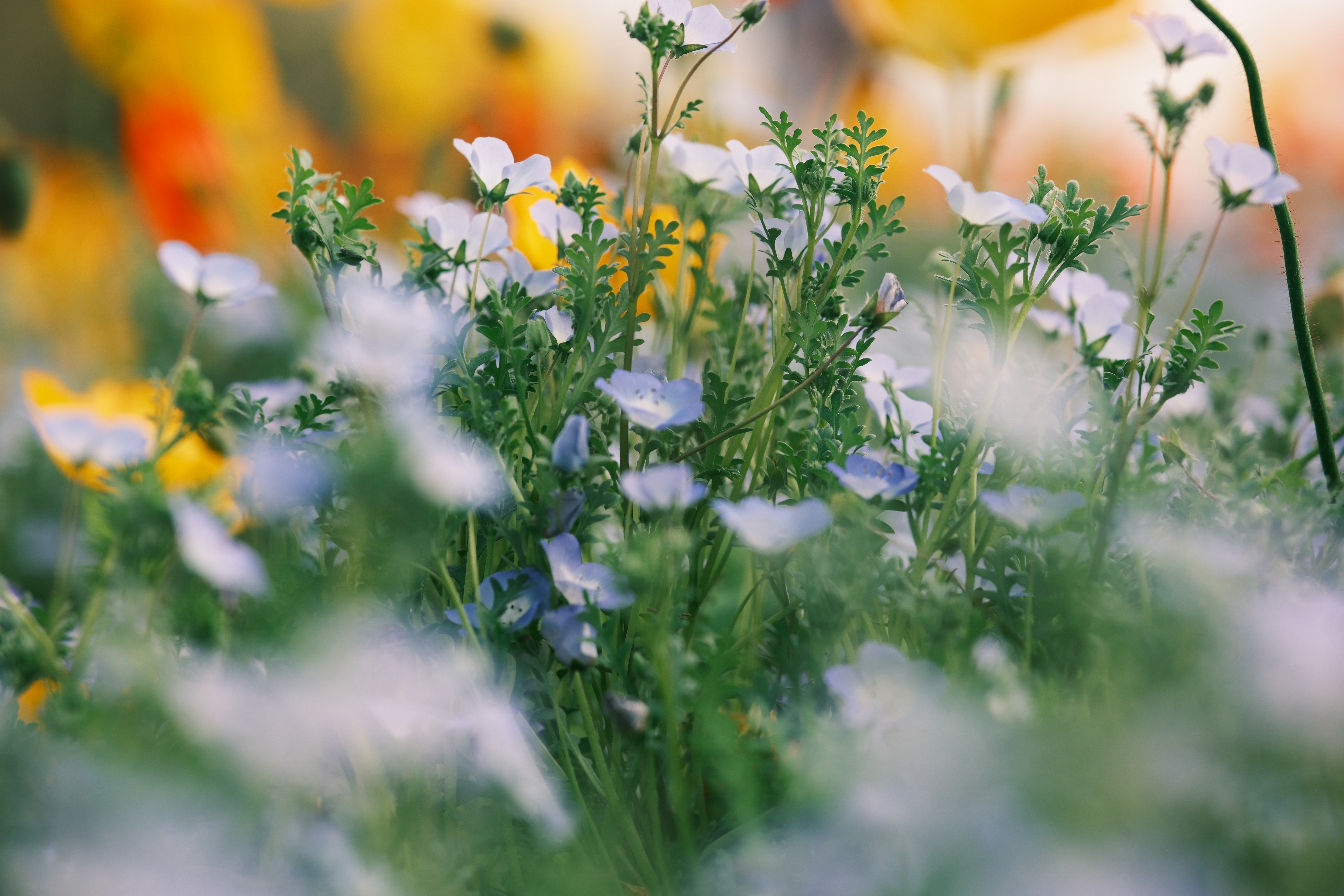 Delicate blue and white wildflowers bloom in a meadow.