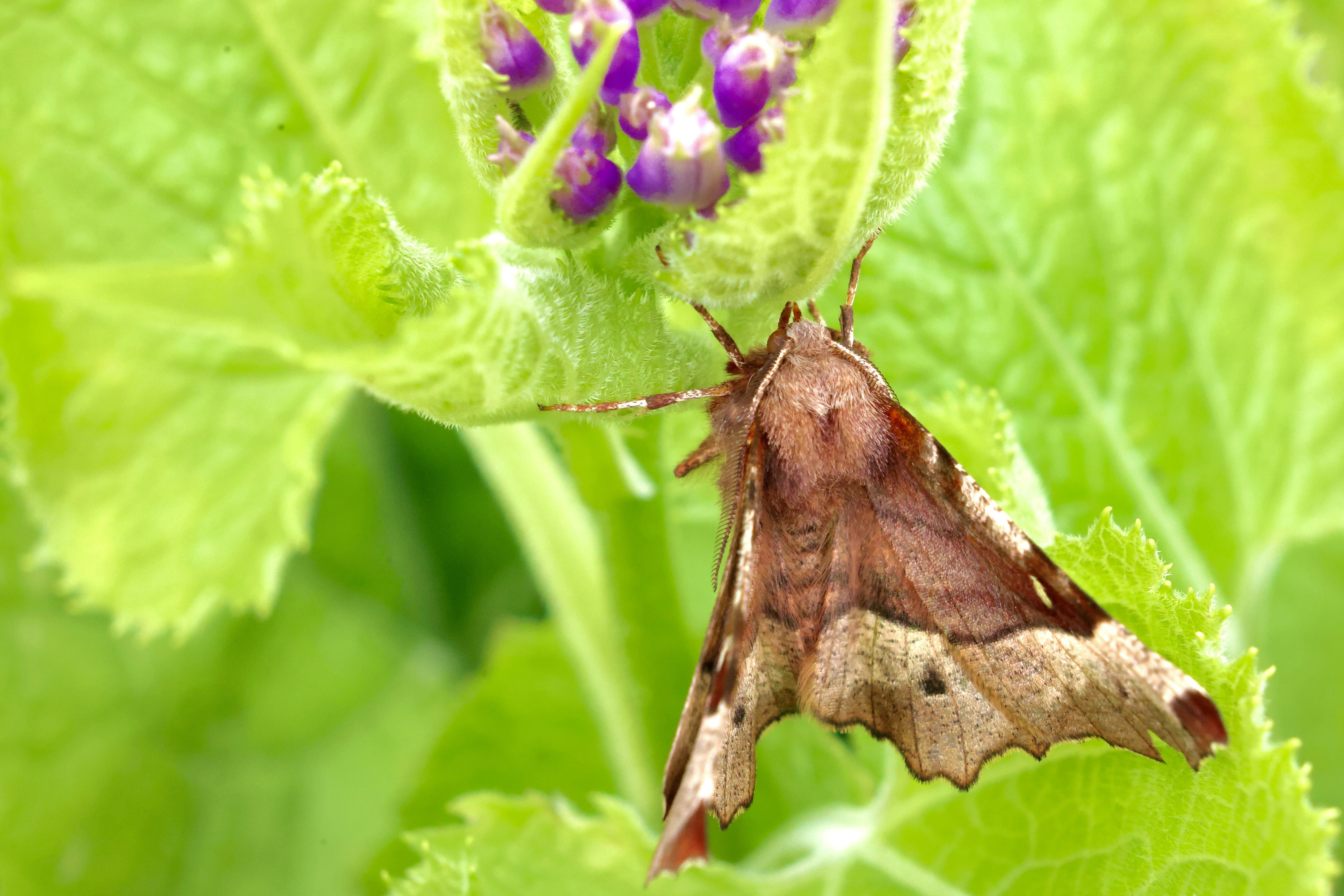 Brown moth rests on bright green leaves near purple flowers