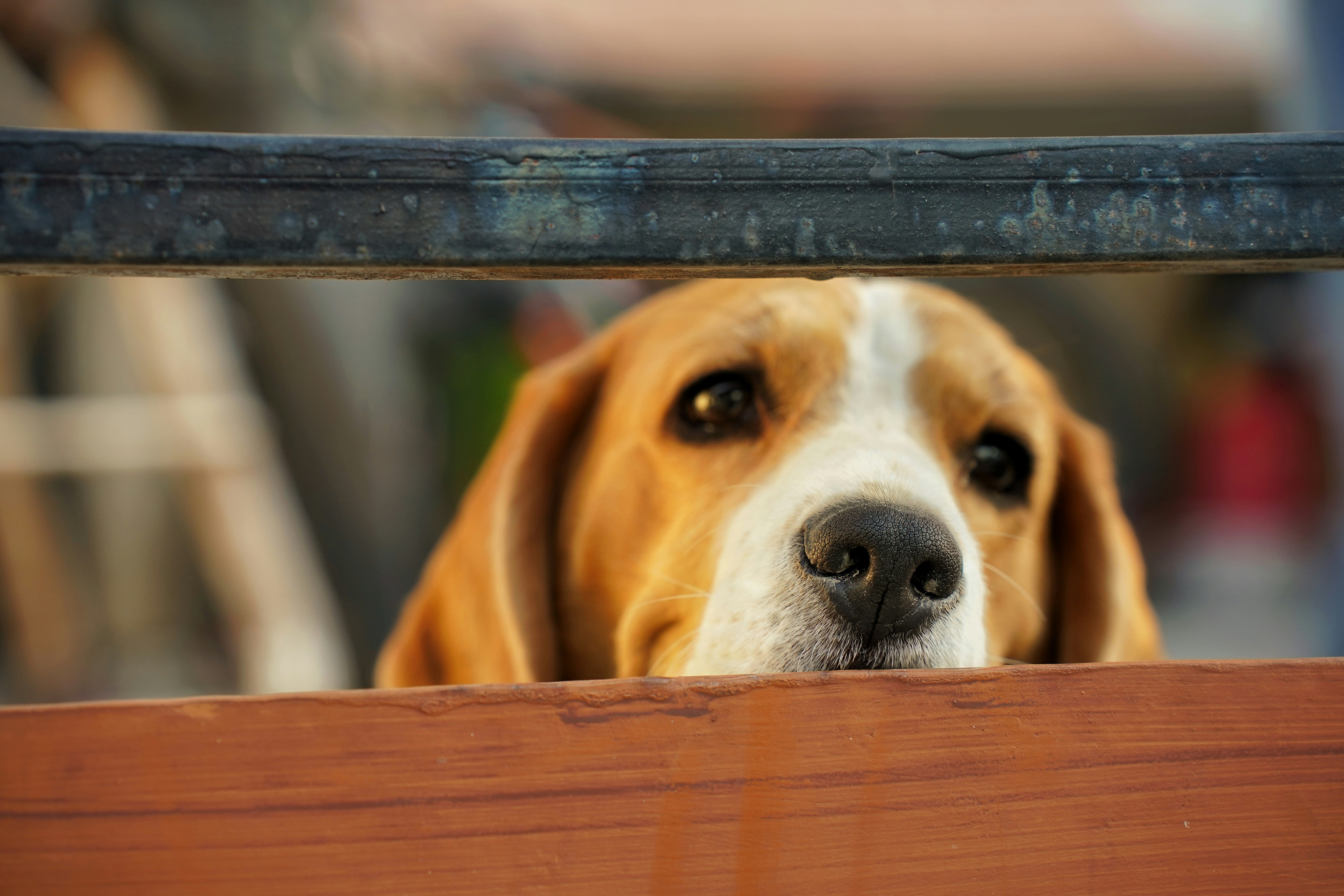 Ein Beagle-Hund lugt über einen Holzzaun.