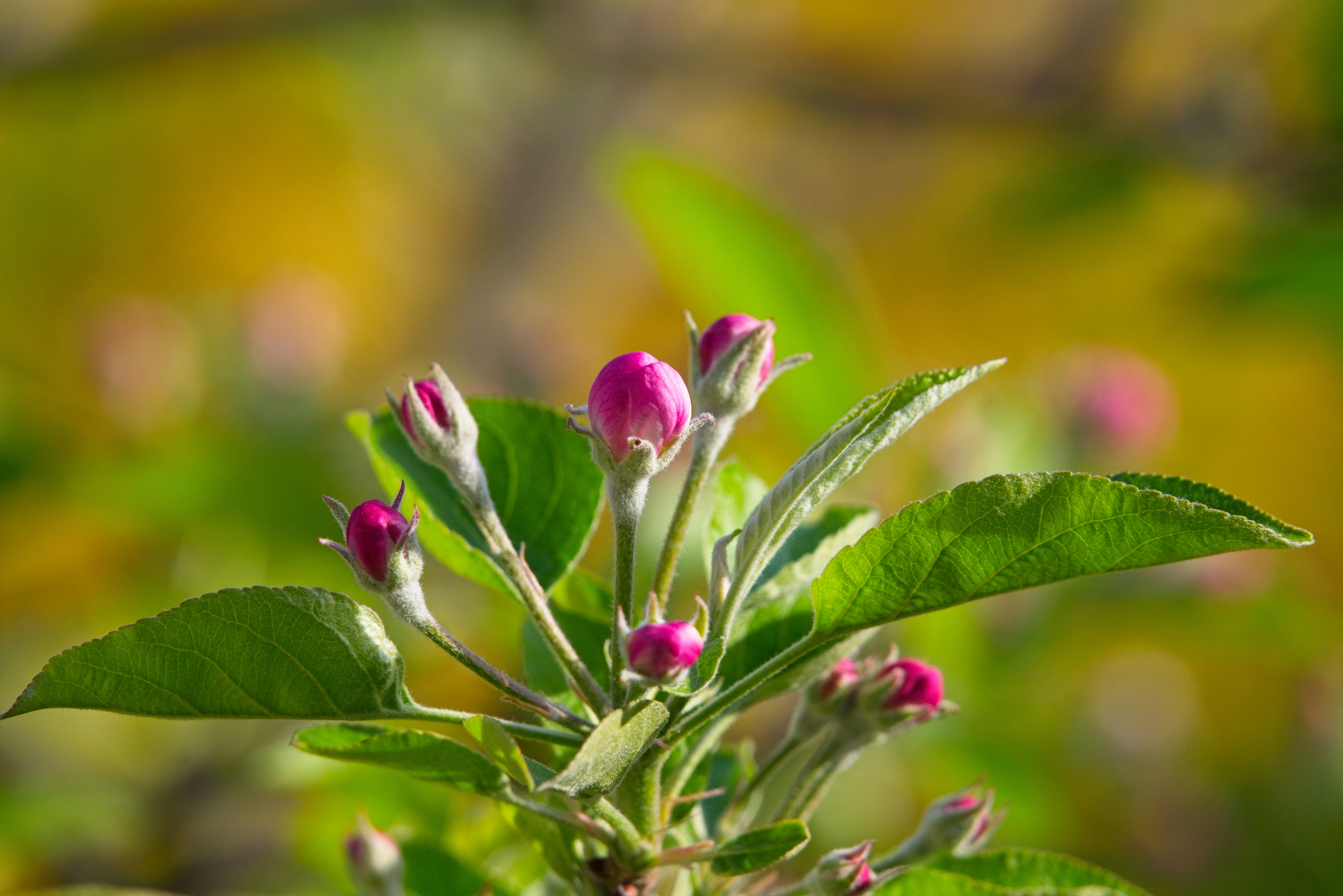 Rosa Blütenknospen an einem grünen, blattreichen Stängel.