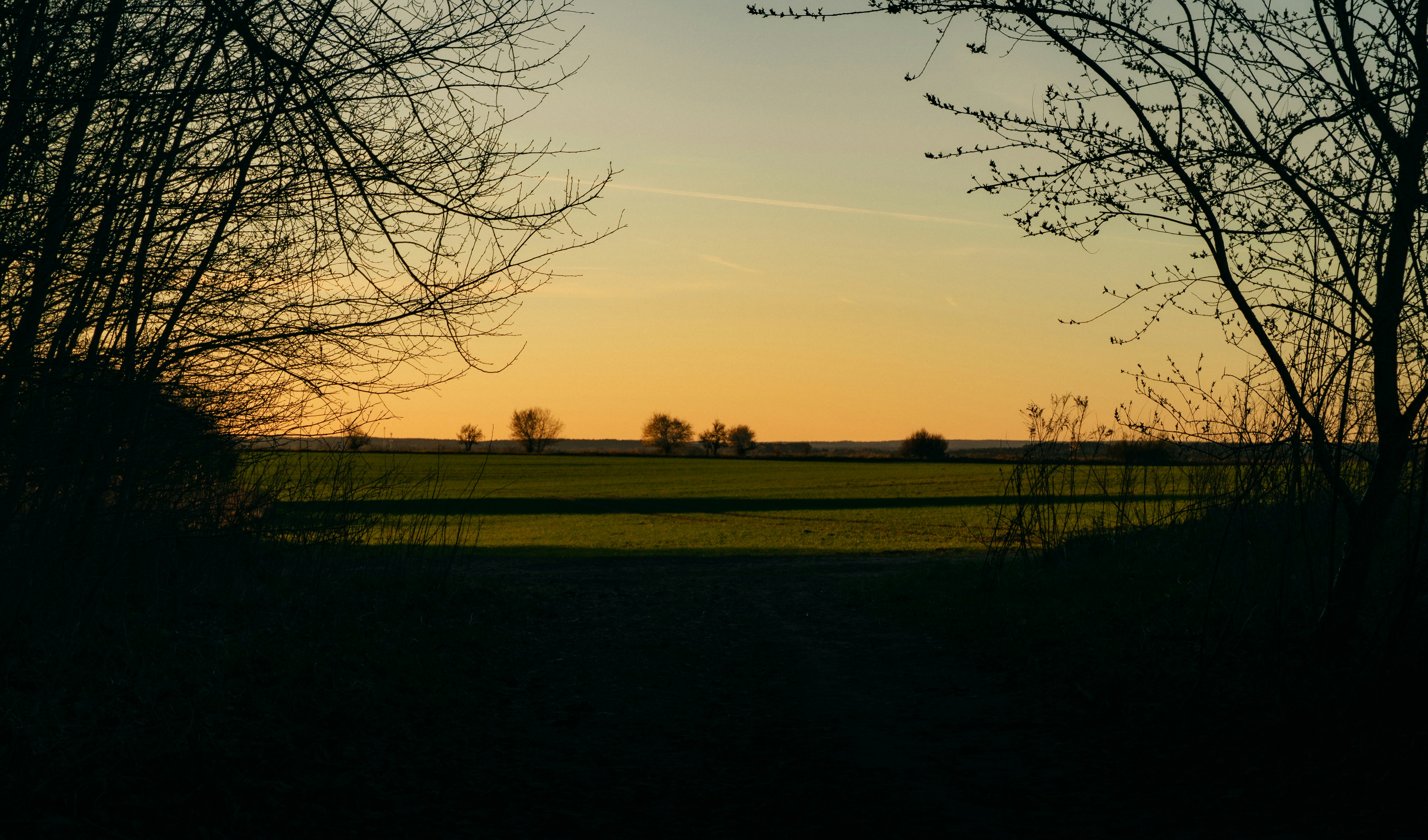 Golden sunset over a green field with silhouetted trees.