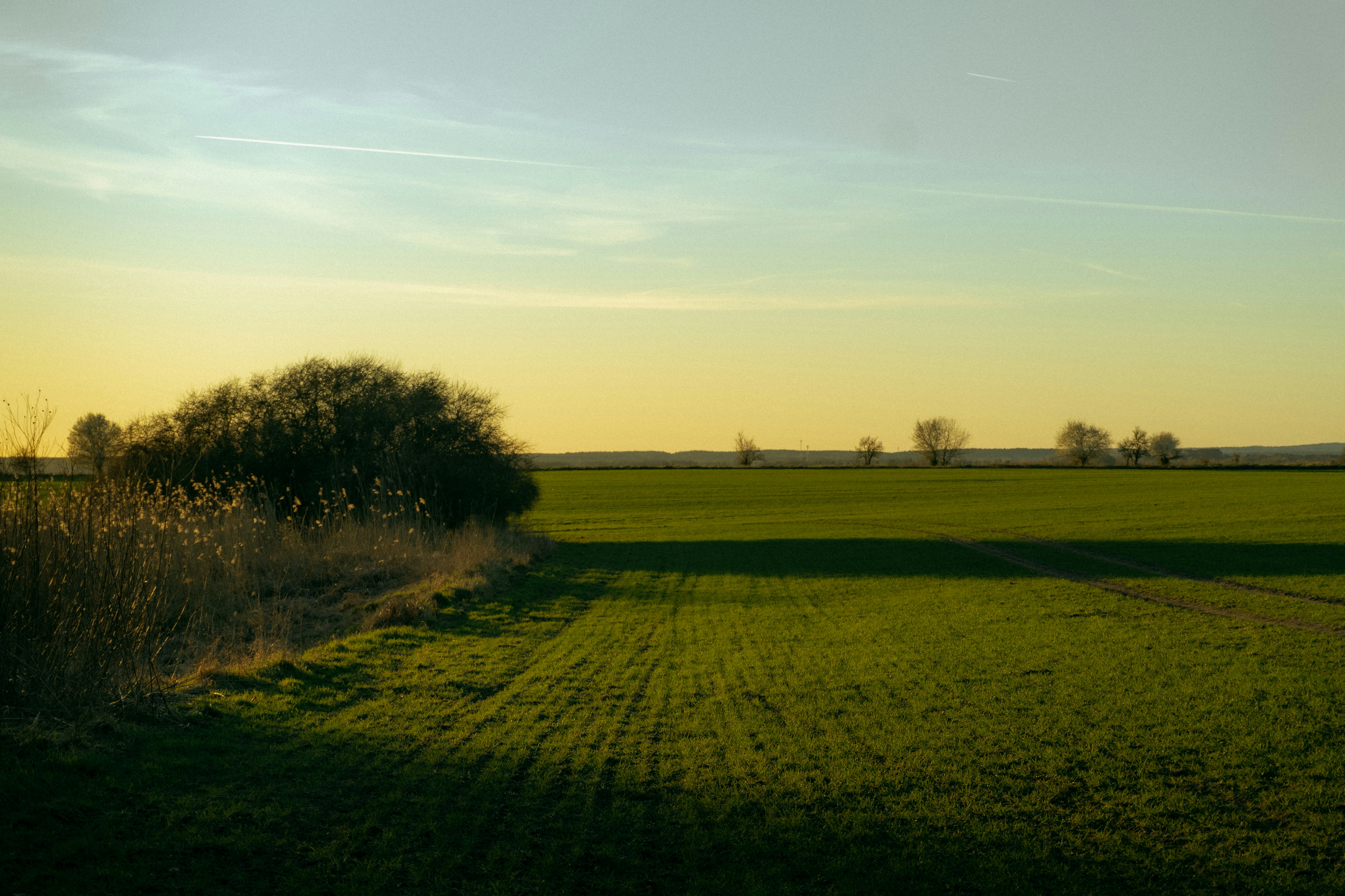 Green field with a tree and reeds at sunset.