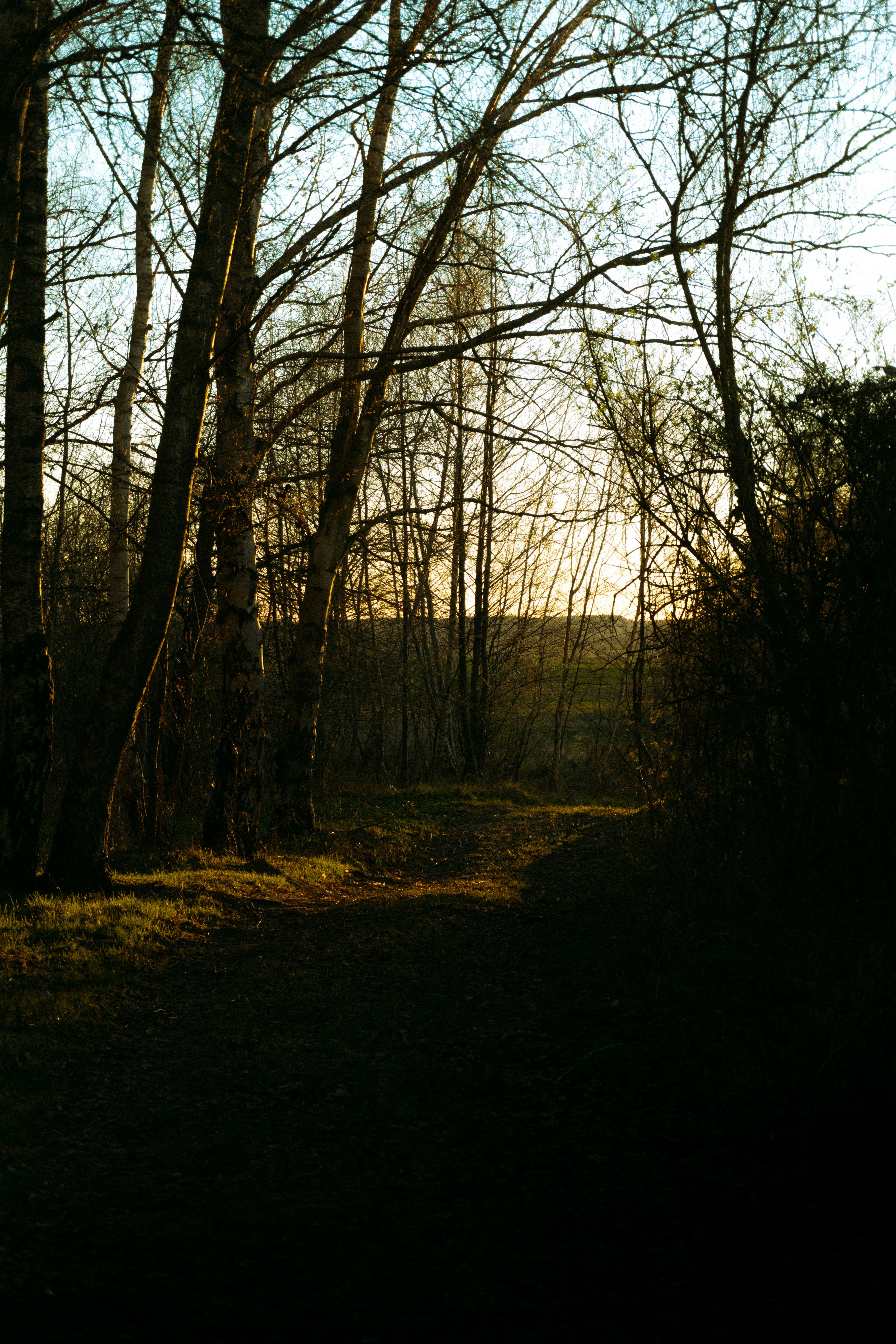 A path through a sunlit forest with bare trees.