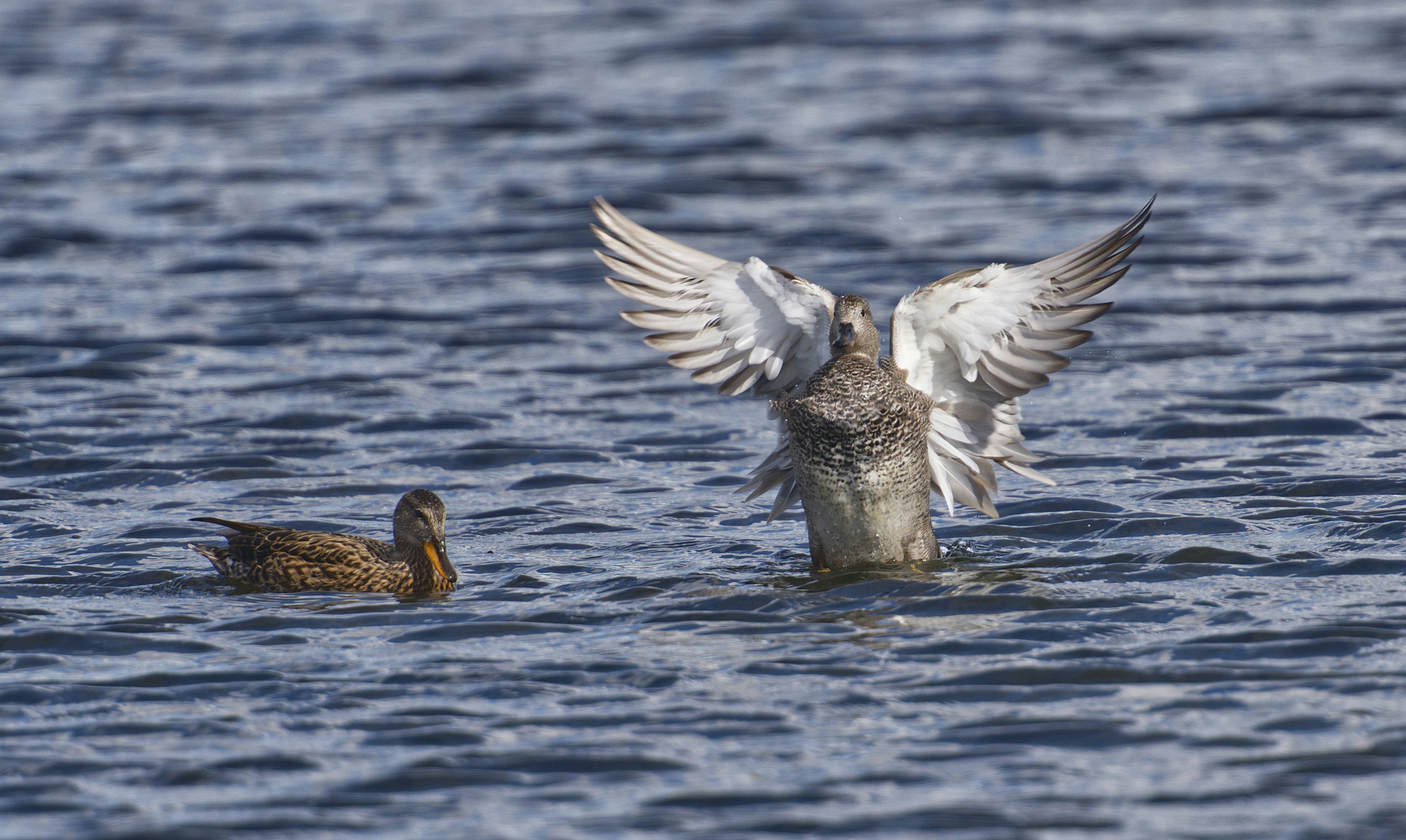 Dois patos nadando na água.
