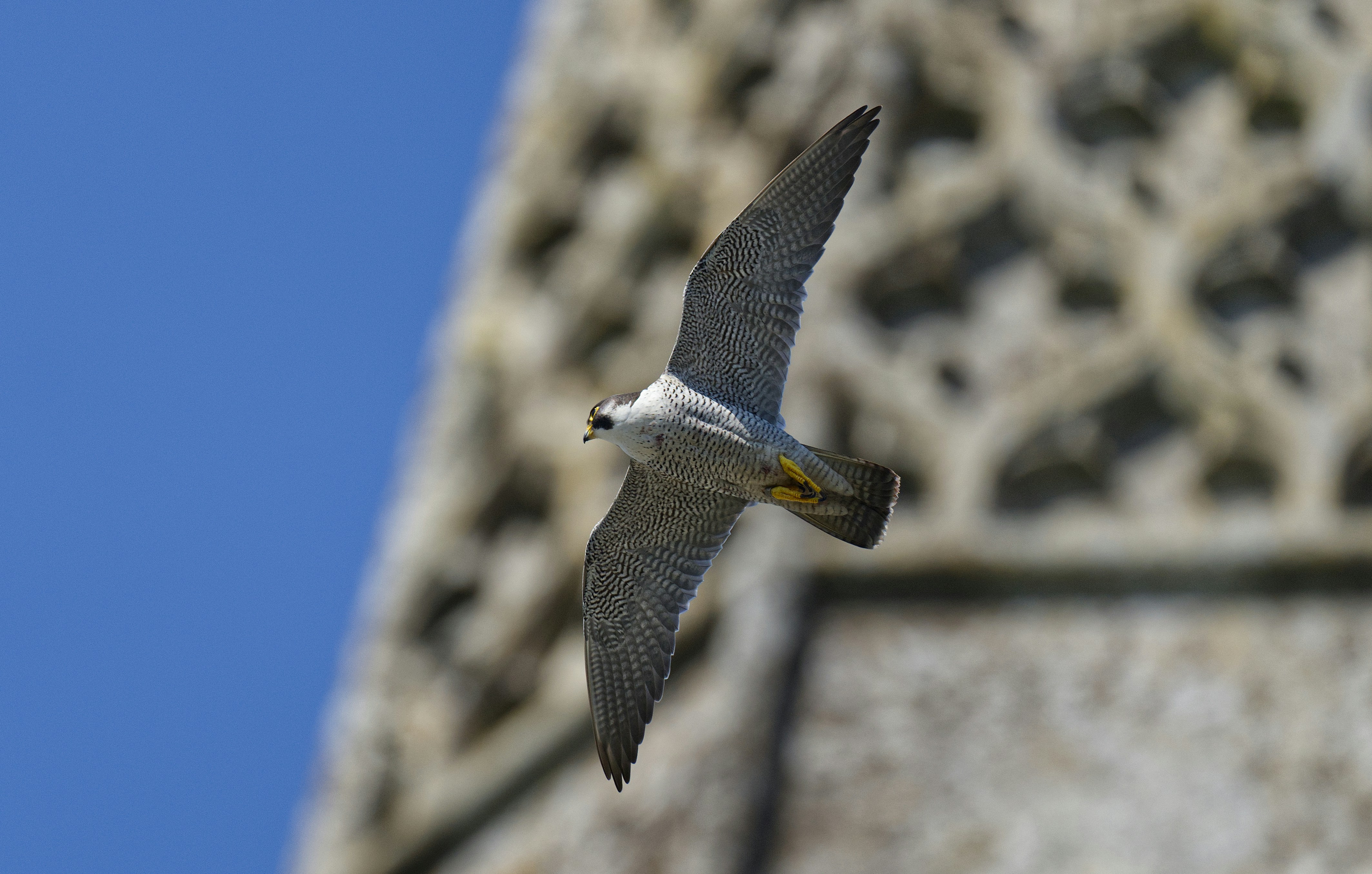Um falcão-peregrino voa perto de um edifício de pedra.