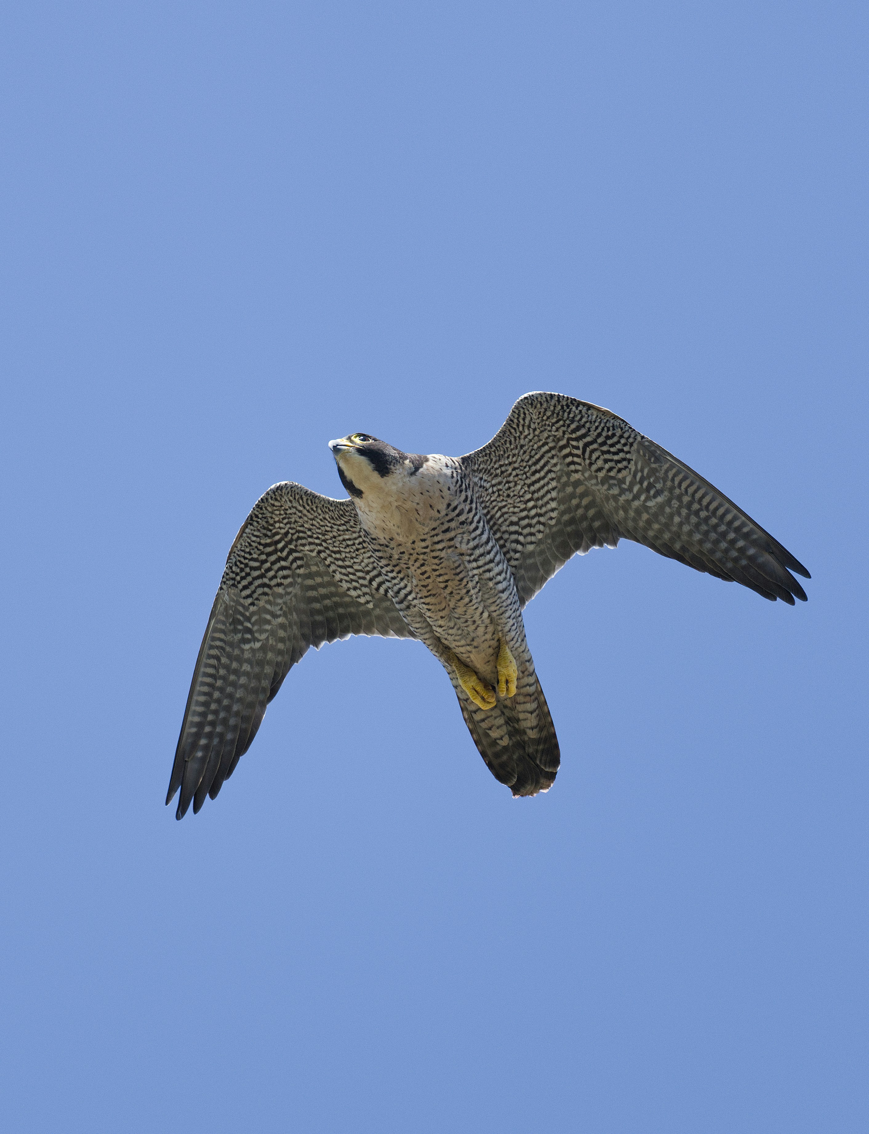 Um falcão-peregrino plana contra um céu azul claro.