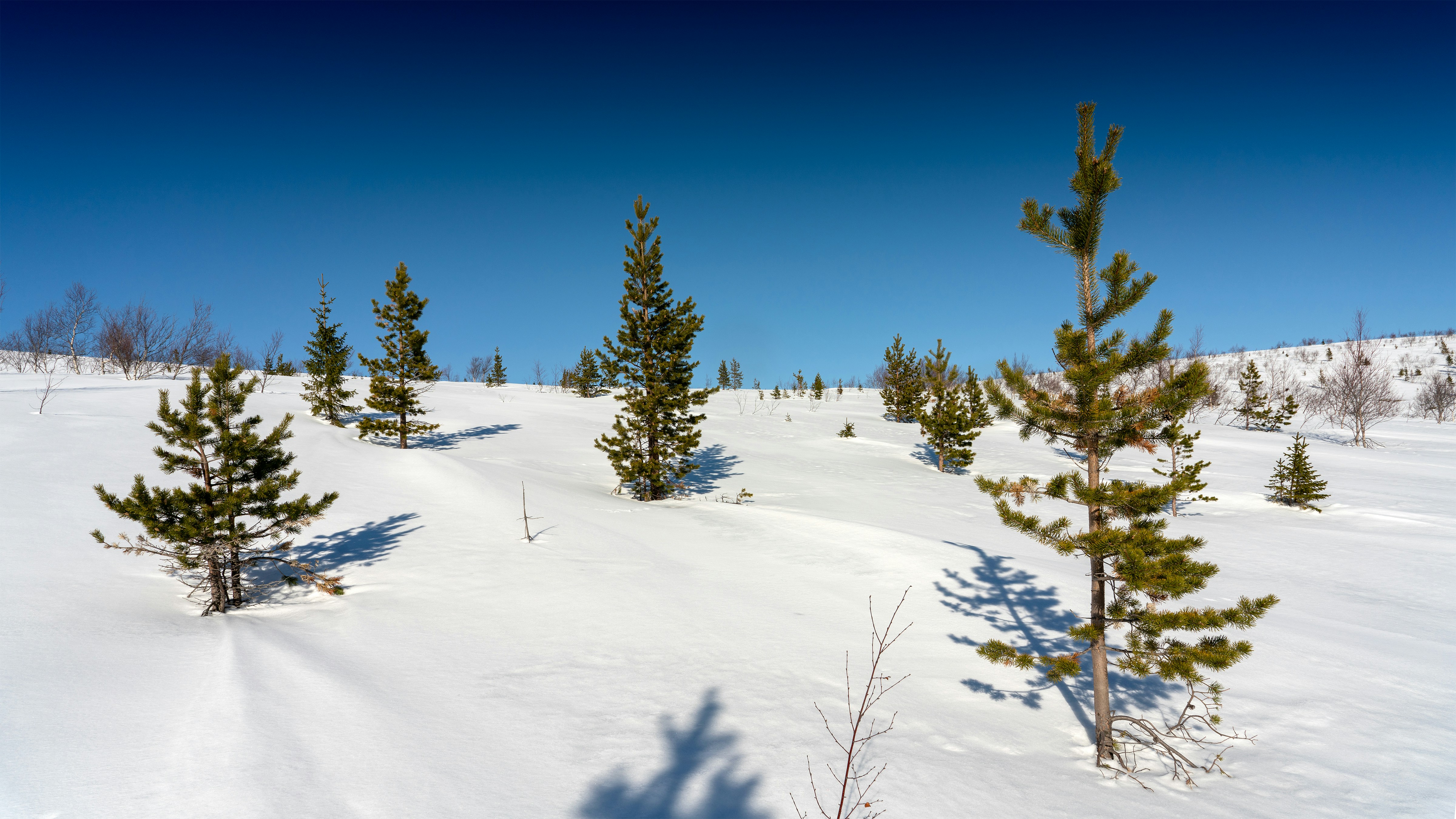 Small pine trees on a snow-covered hill under blue sky